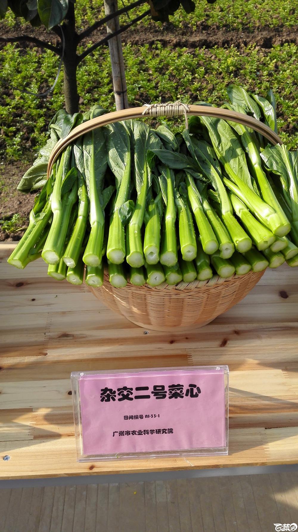 2014年12月10号广州市农科院南沙秋季蔬菜新品种展示会_叶菜_001.jpg