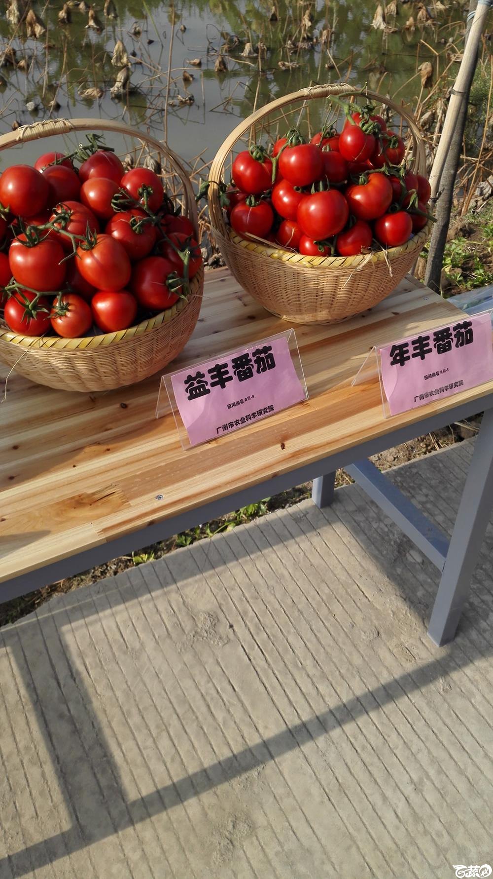 2014年12月10号广州市农科院南沙秋季蔬菜新品种展示会_番茄_001.jpg
