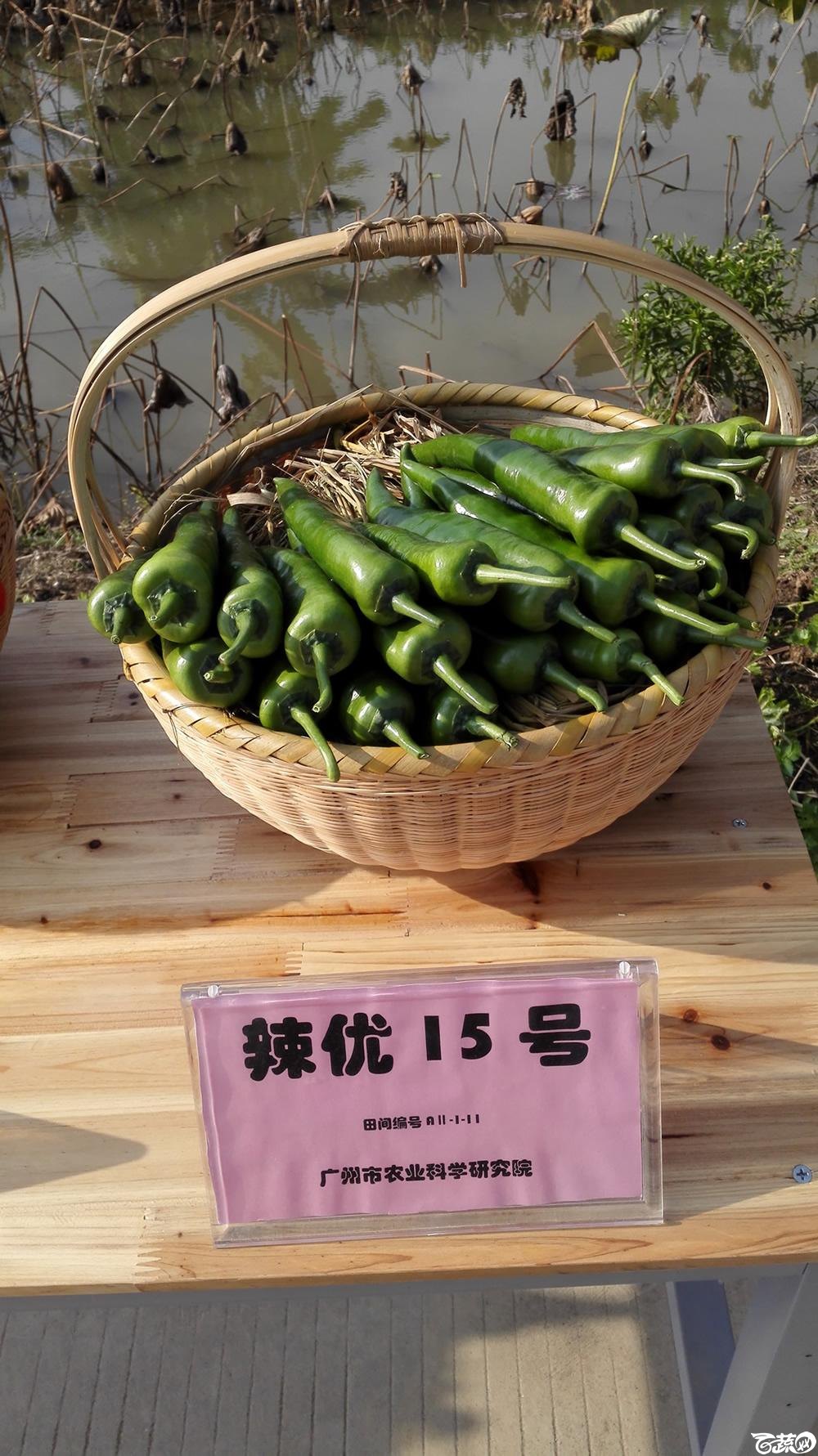 2014年12月10号广州市农科院南沙秋季蔬菜新品种展示会_辣椒_001.jpg
