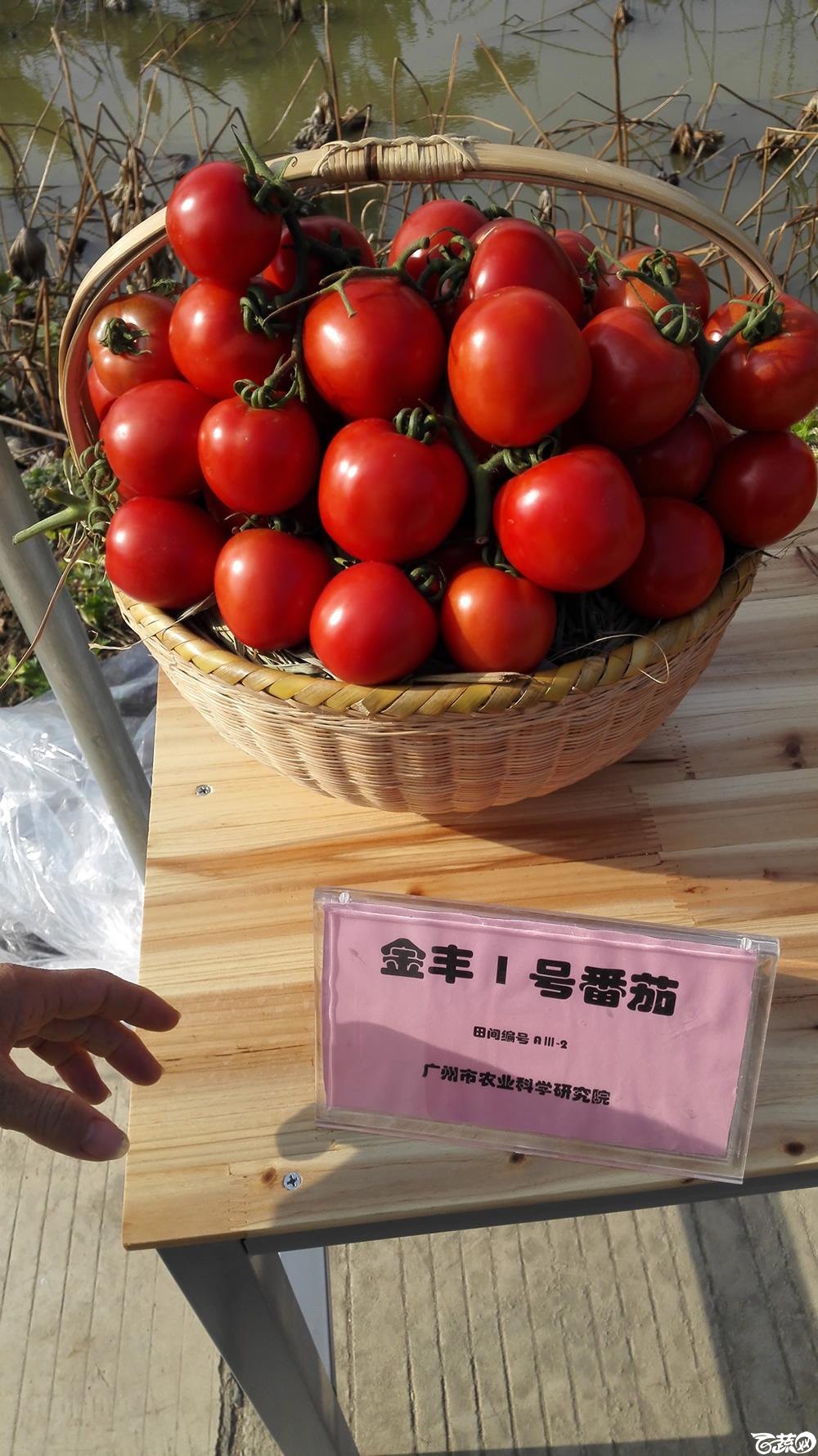 2014年12月10号广州市农科院南沙秋季蔬菜新品种展示会_番茄_002.jpg