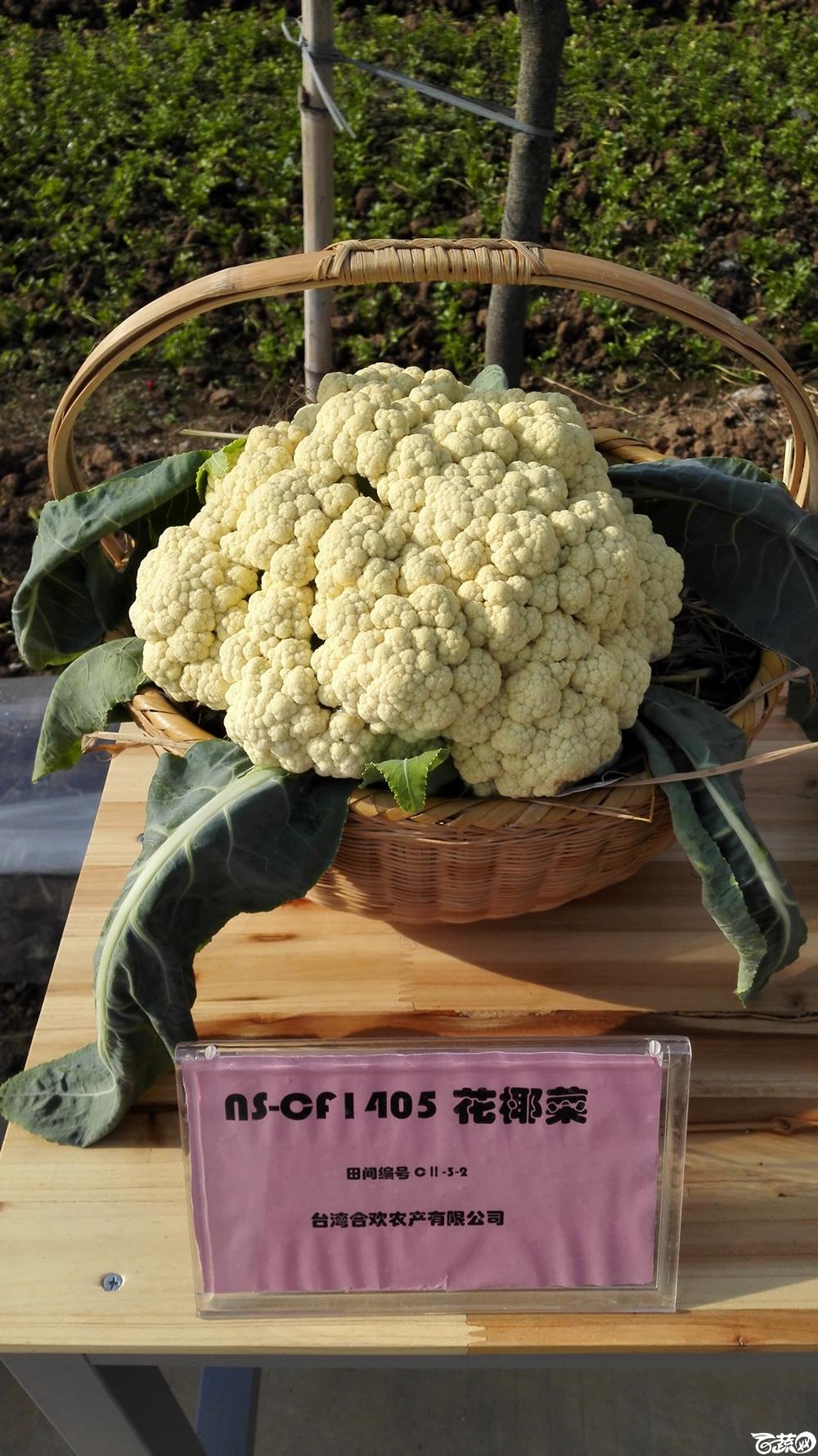 2014年12月10号广州市农科院南沙秋季蔬菜新品种展示会 甘蓝_003.jpg