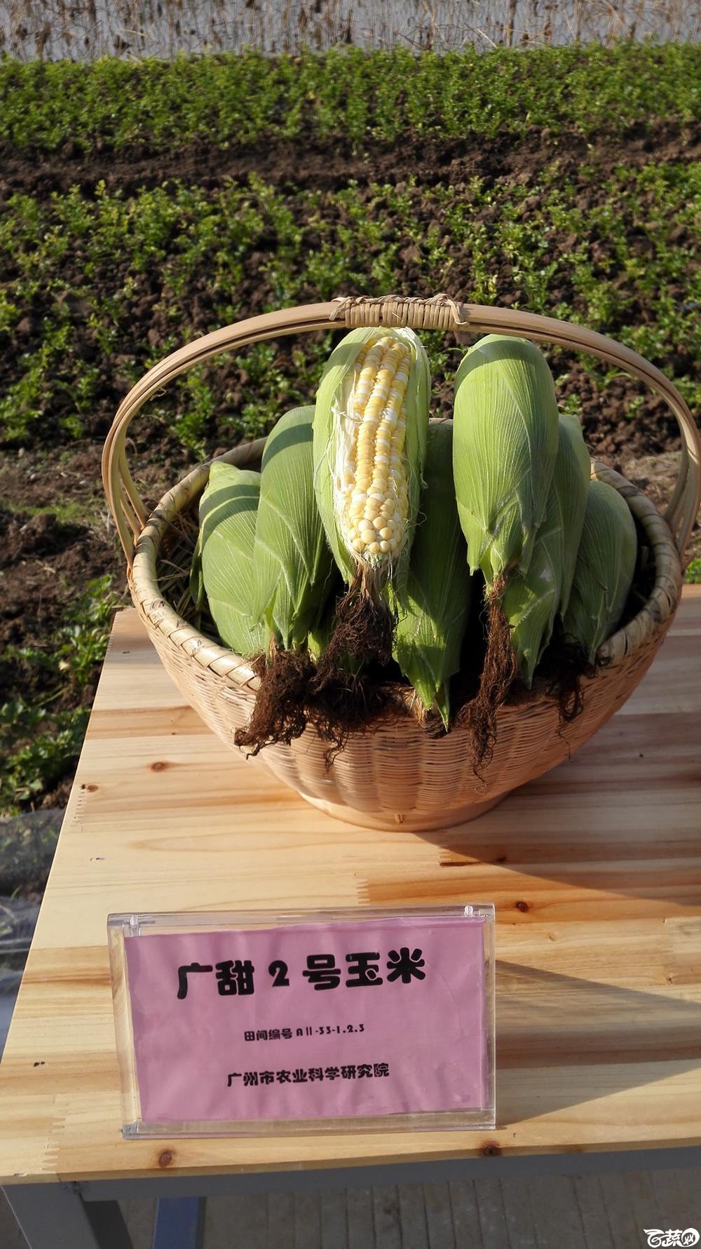 2014年12月10号广州市农科院南沙秋季蔬菜新品种展示会 玉米_003.jpg