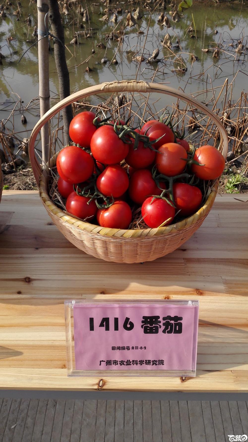 2014年12月10号广州市农科院南沙秋季蔬菜新品种展示会_番茄_004.jpg