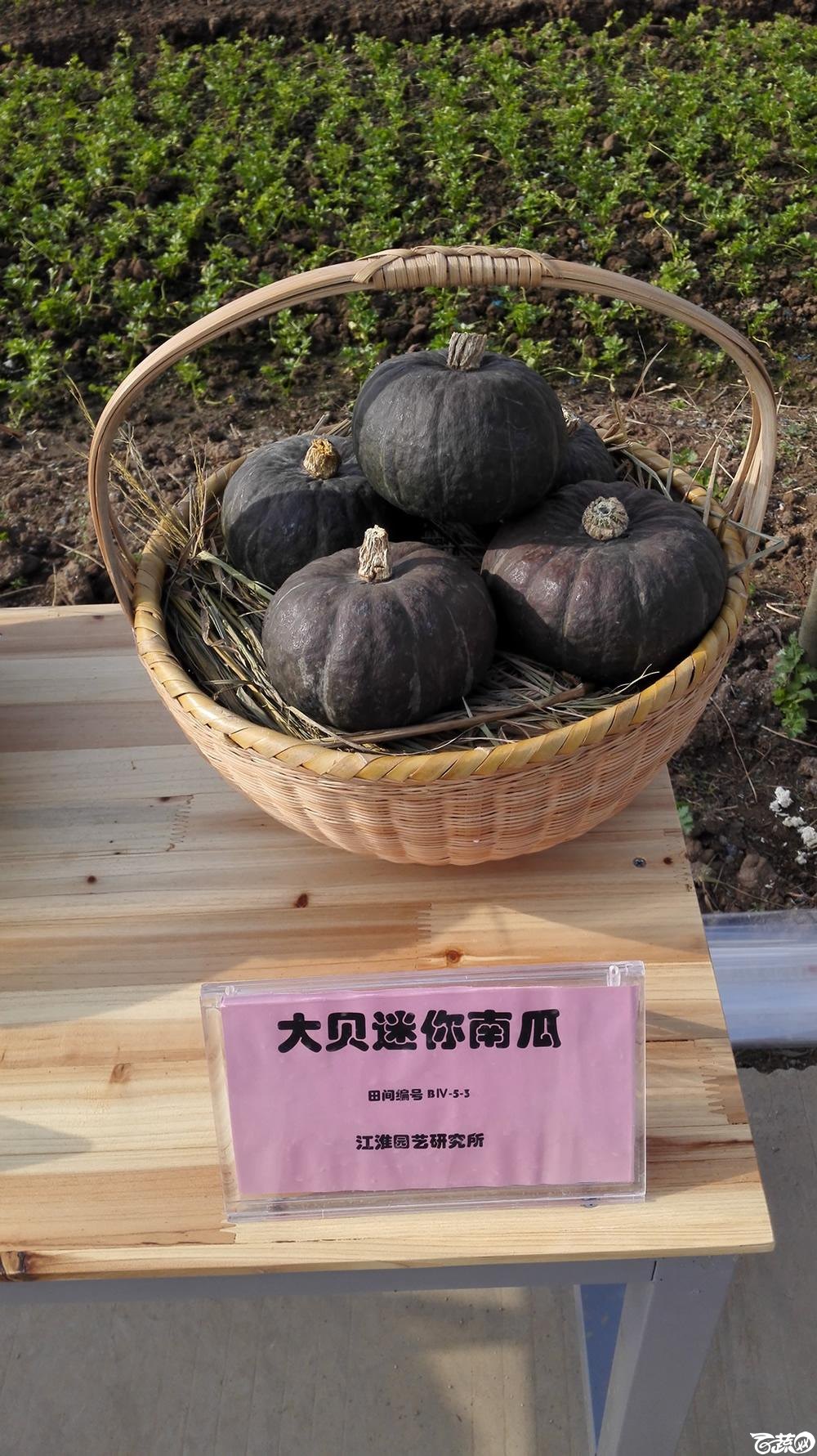 2014年12月10号广州市农科院南沙秋季蔬菜新品种展示会_瓜类_004.jpg