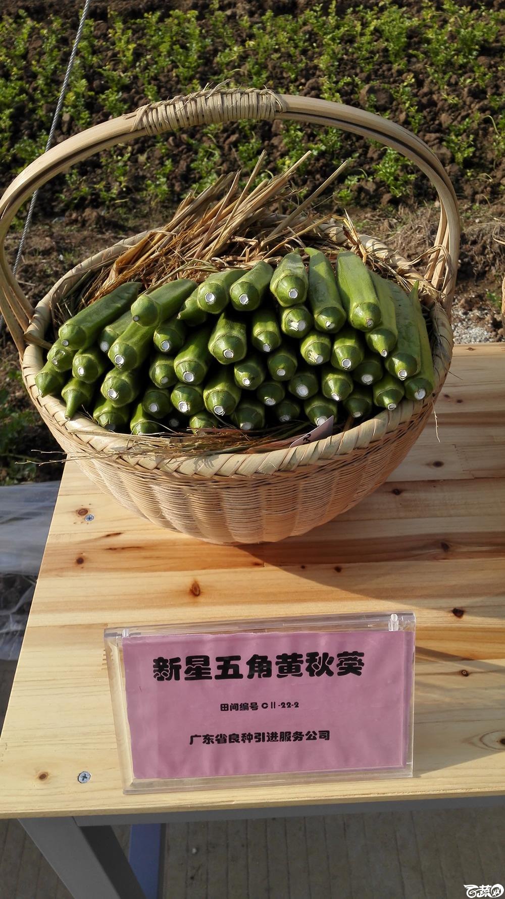 2014年12月10号广州市农科院南沙秋季蔬菜新品种展示会_其它_004.jpg
