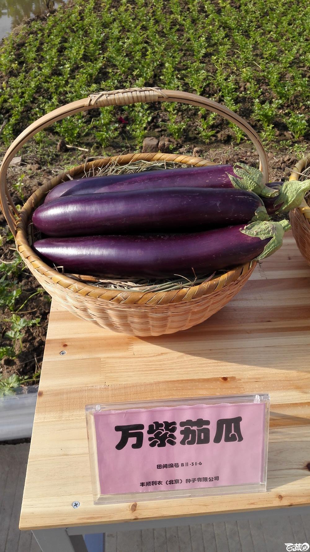 2014年12月10号广州市农科院南沙秋季蔬菜新品种展示会 茄子_005.jpg