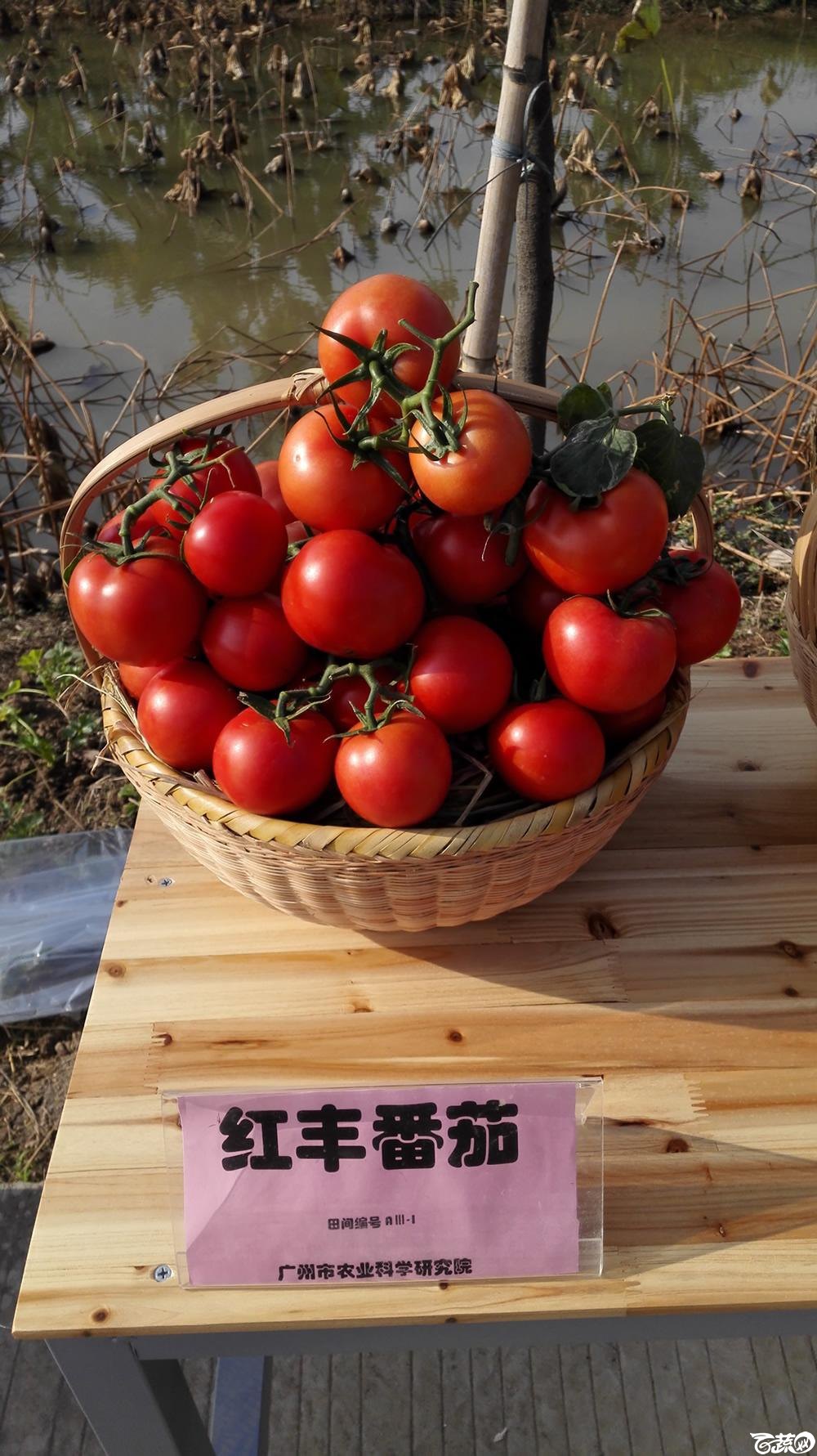 2014年12月10号广州市农科院南沙秋季蔬菜新品种展示会_番茄_005.jpg