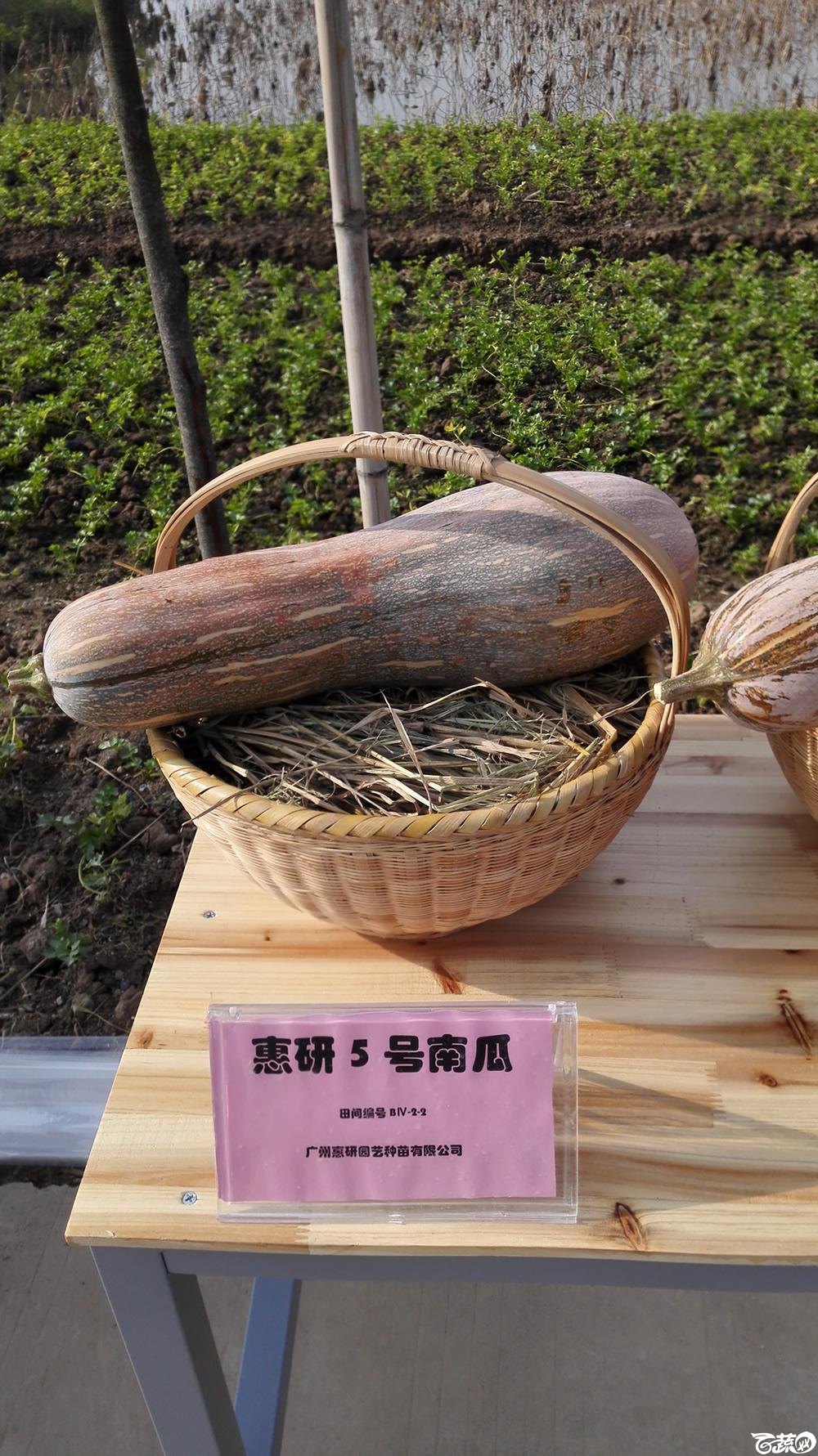 2014年12月10号广州市农科院南沙秋季蔬菜新品种展示会_瓜类_005.jpg
