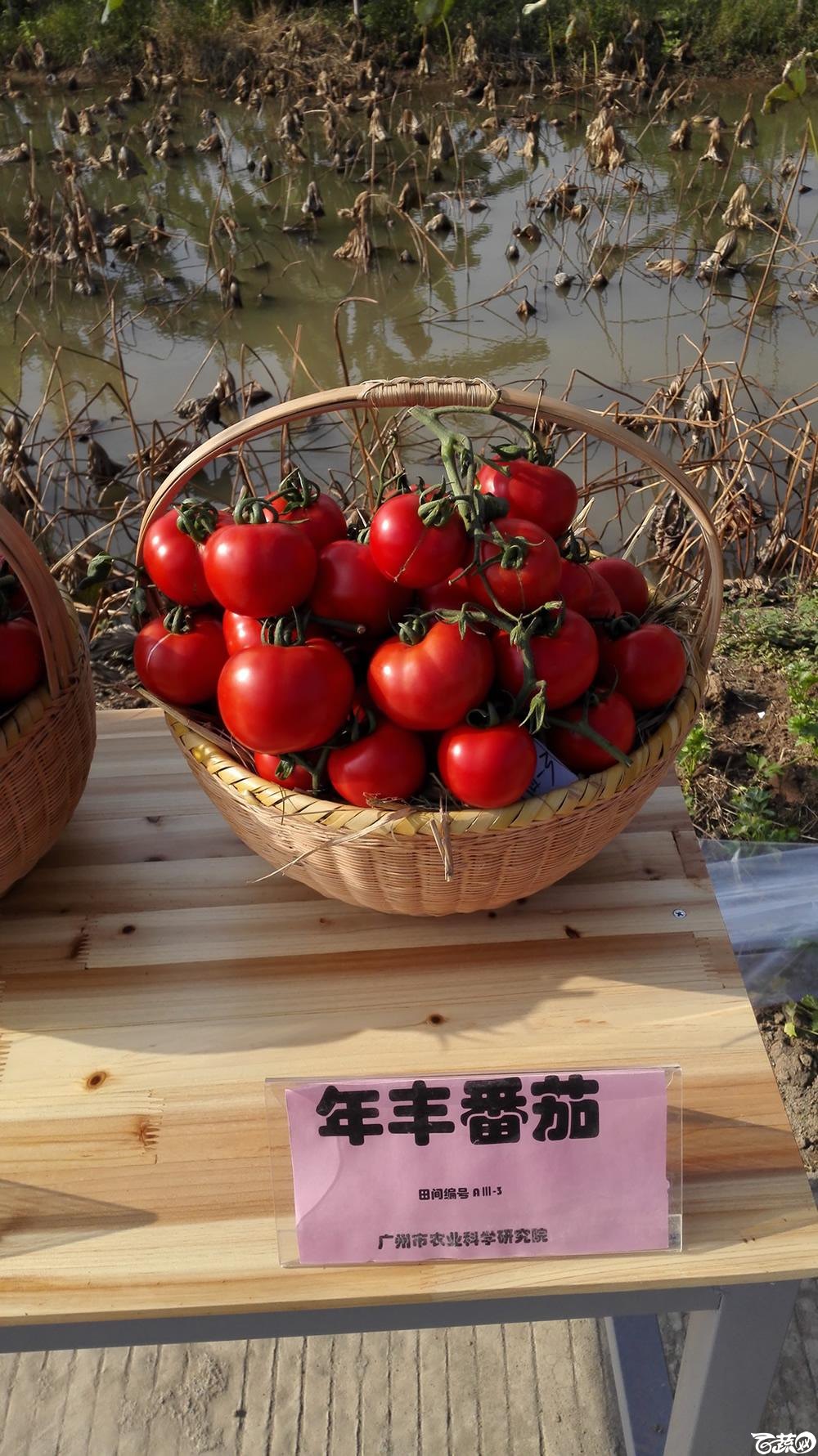 2014年12月10号广州市农科院南沙秋季蔬菜新品种展示会_番茄_006.jpg