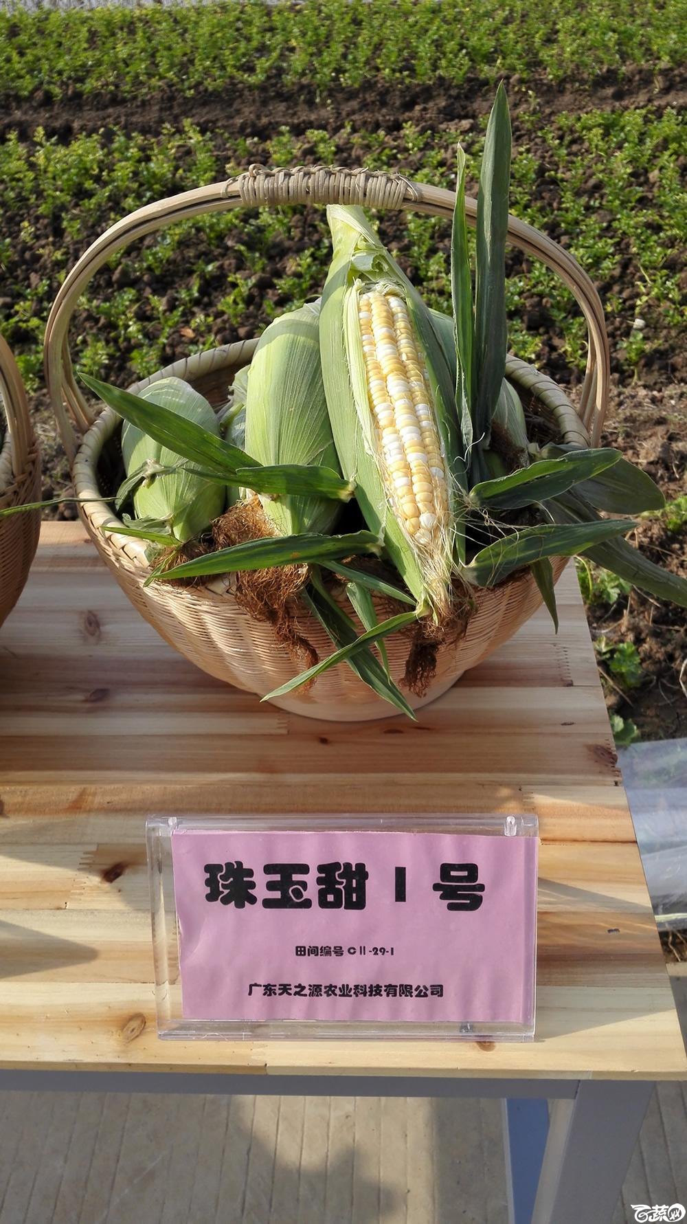 2014年12月10号广州市农科院南沙秋季蔬菜新品种展示会 玉米_007.jpg