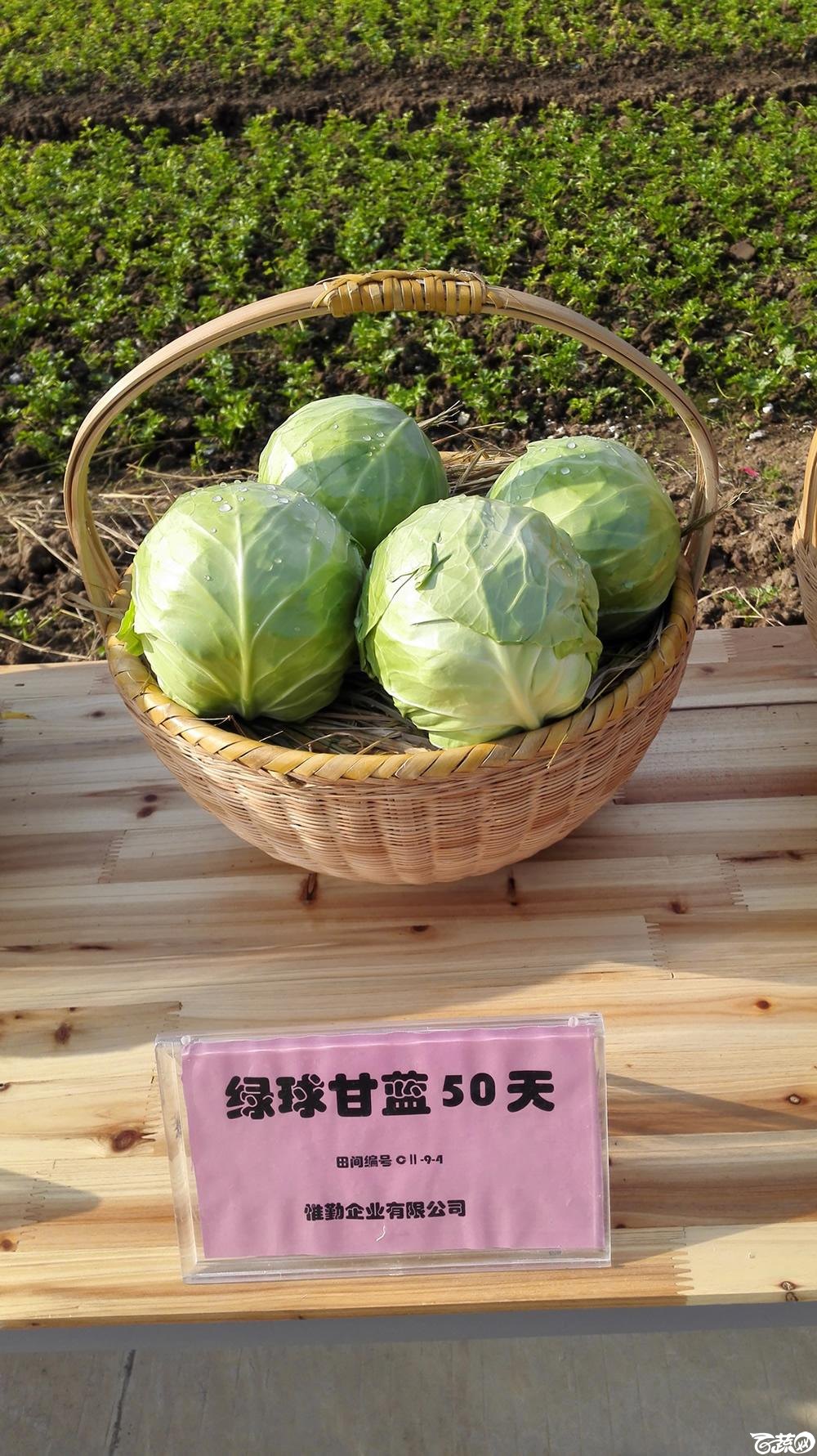 2014年12月10号广州市农科院南沙秋季蔬菜新品种展示会 甘蓝_007.jpg