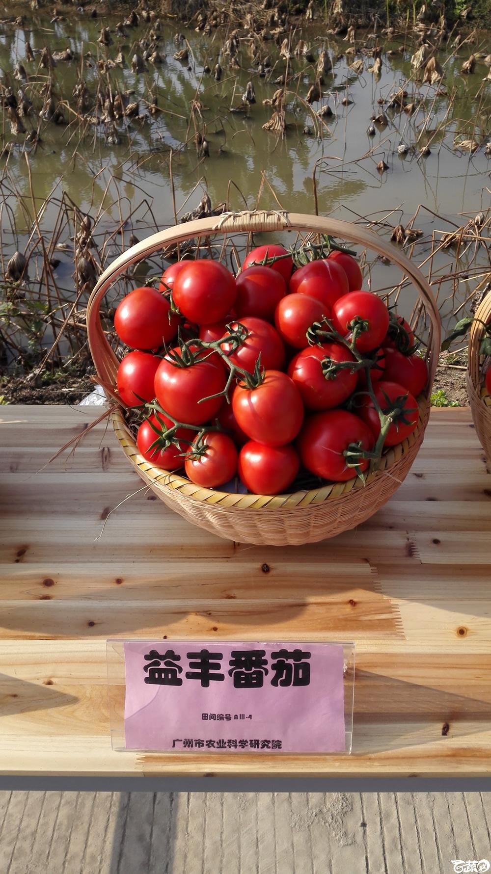 2014年12月10号广州市农科院南沙秋季蔬菜新品种展示会_番茄_007.jpg