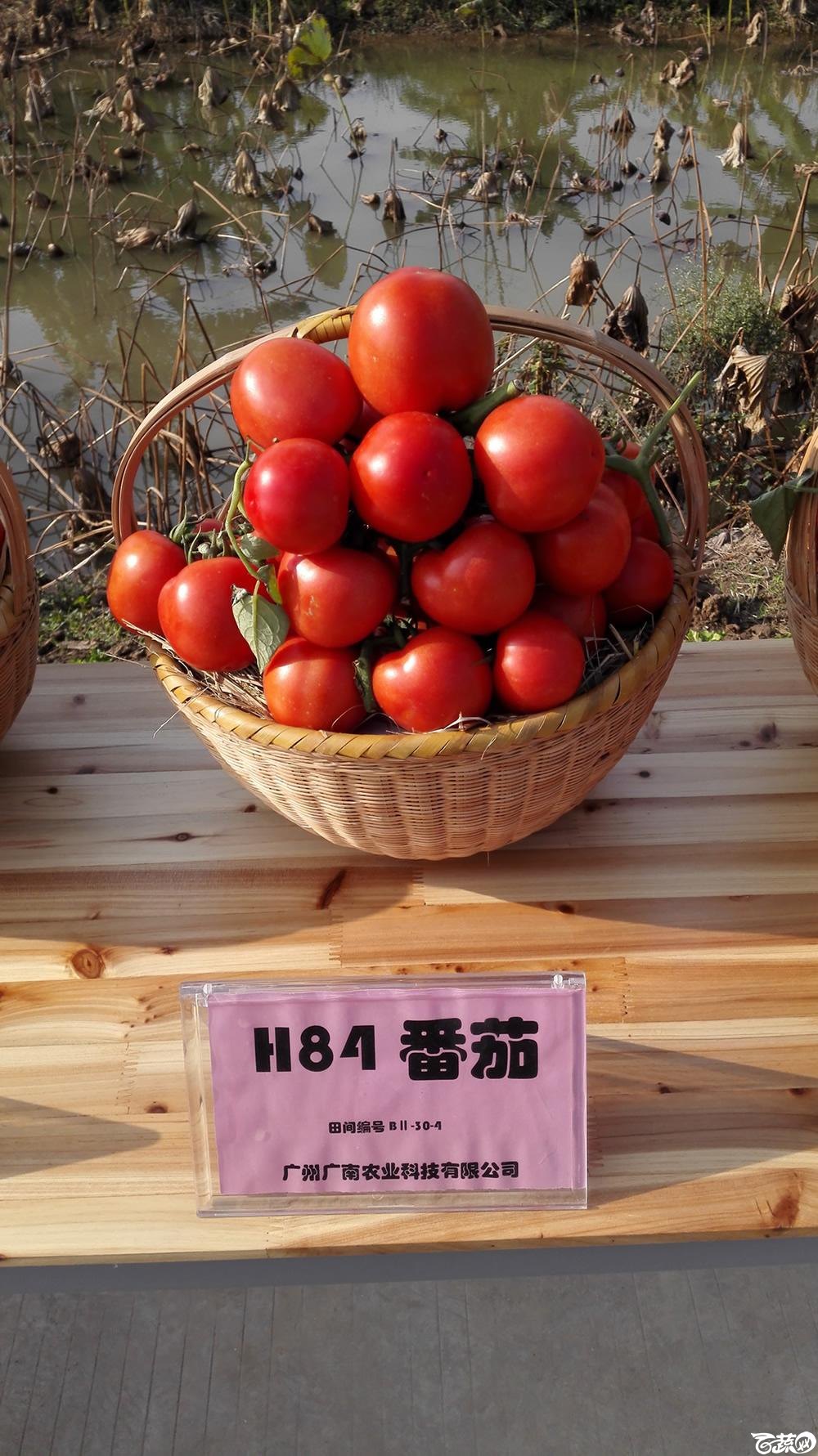 2014年12月10号广州市农科院南沙秋季蔬菜新品种展示会_番茄_009.jpg