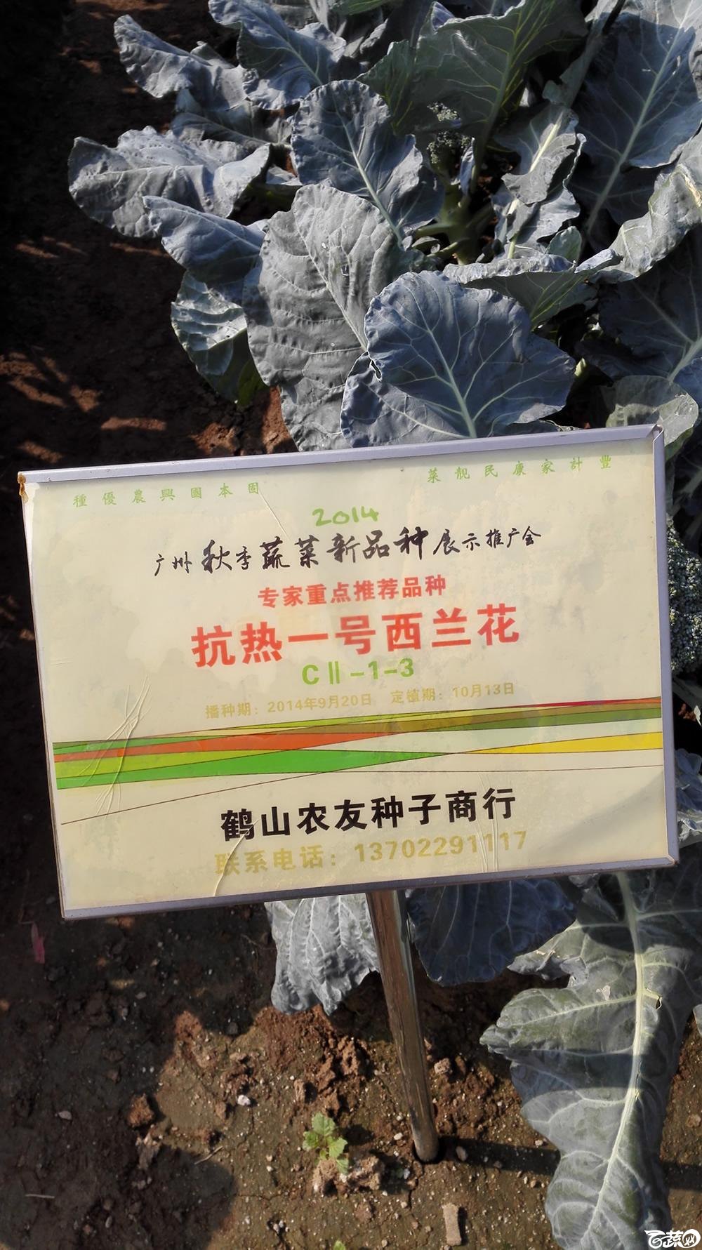 2014年12月10号广州市农科院南沙秋季蔬菜新品种展示会 甘蓝_009.jpg