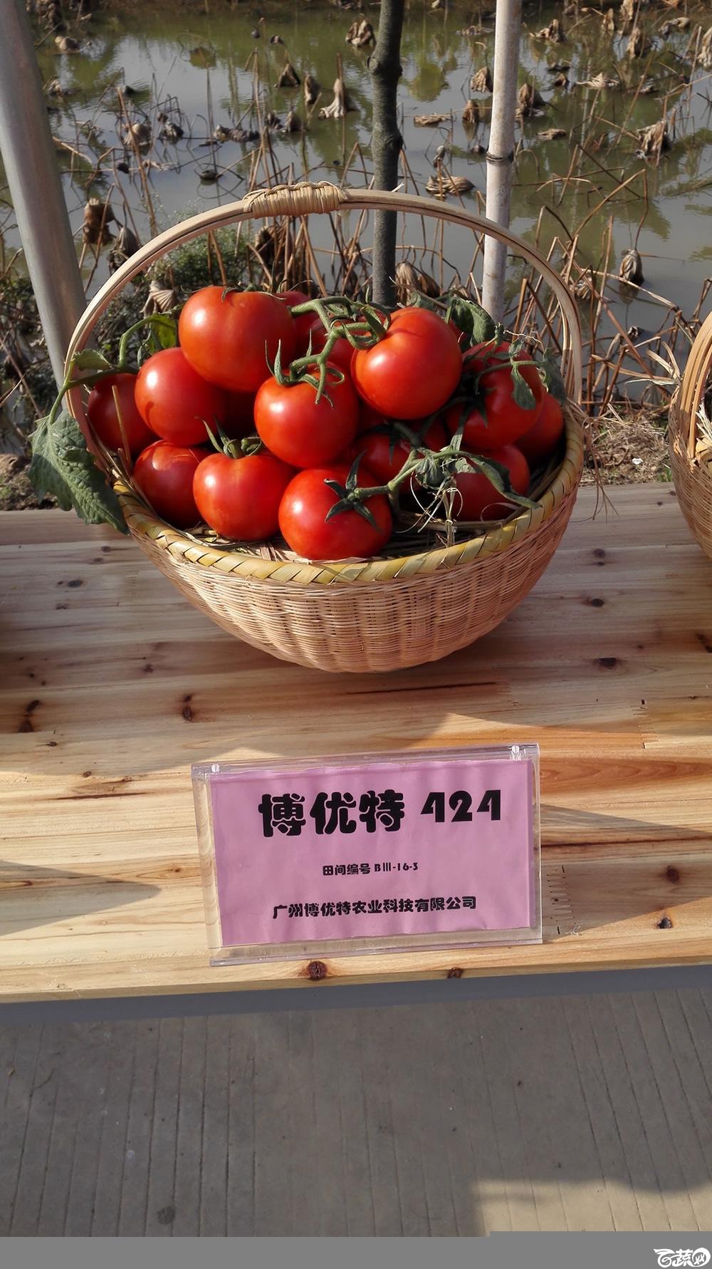 2014年12月10号广州市农科院南沙秋季蔬菜新品种展示会_番茄_012.jpg