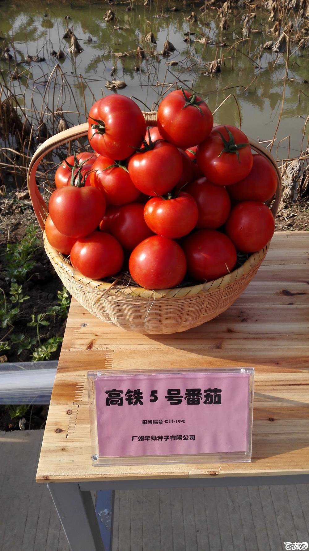 2014年12月10号广州市农科院南沙秋季蔬菜新品种展示会_番茄_014.jpg
