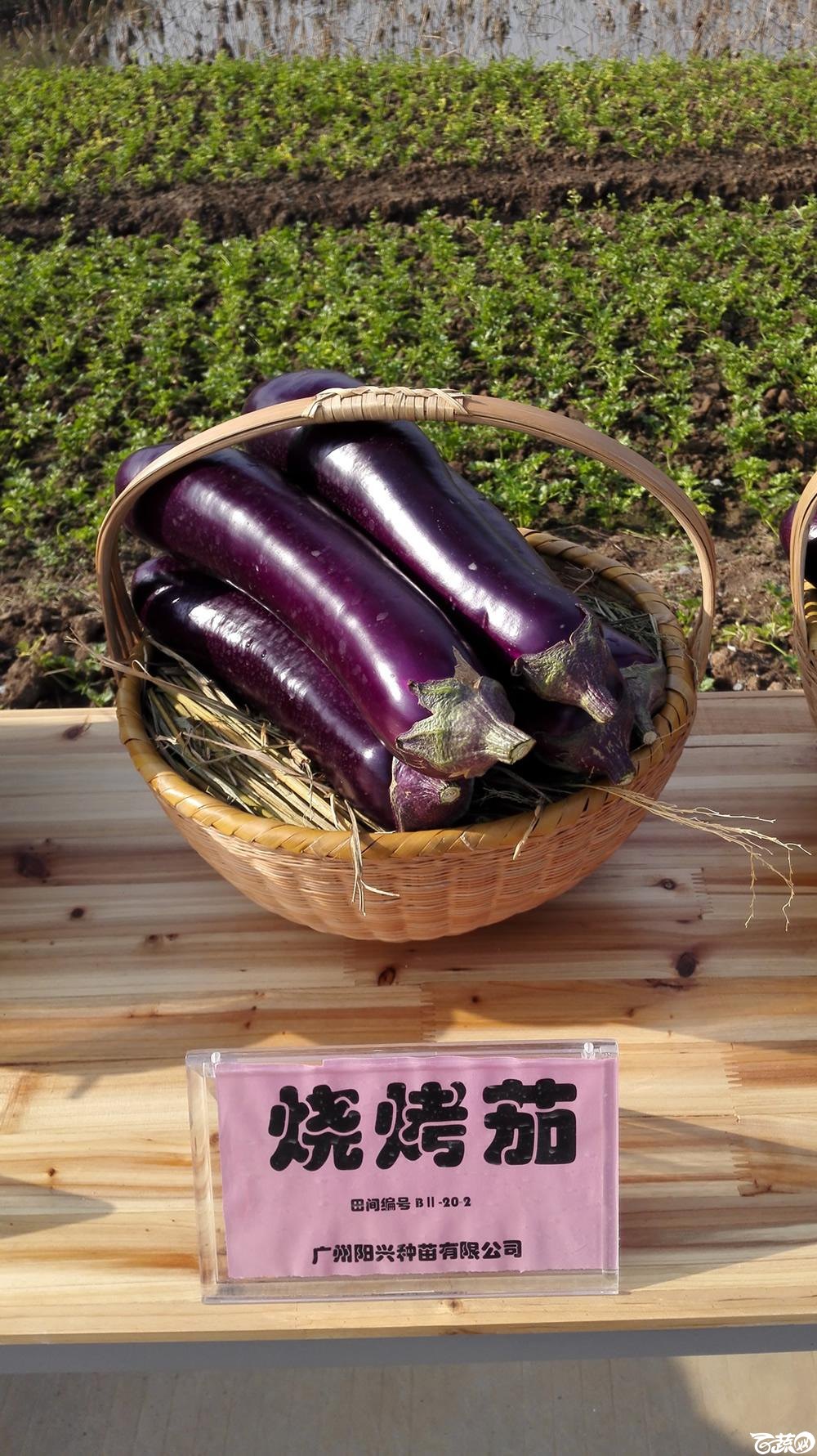 2014年12月10号广州市农科院南沙秋季蔬菜新品种展示会 茄子_015.jpg