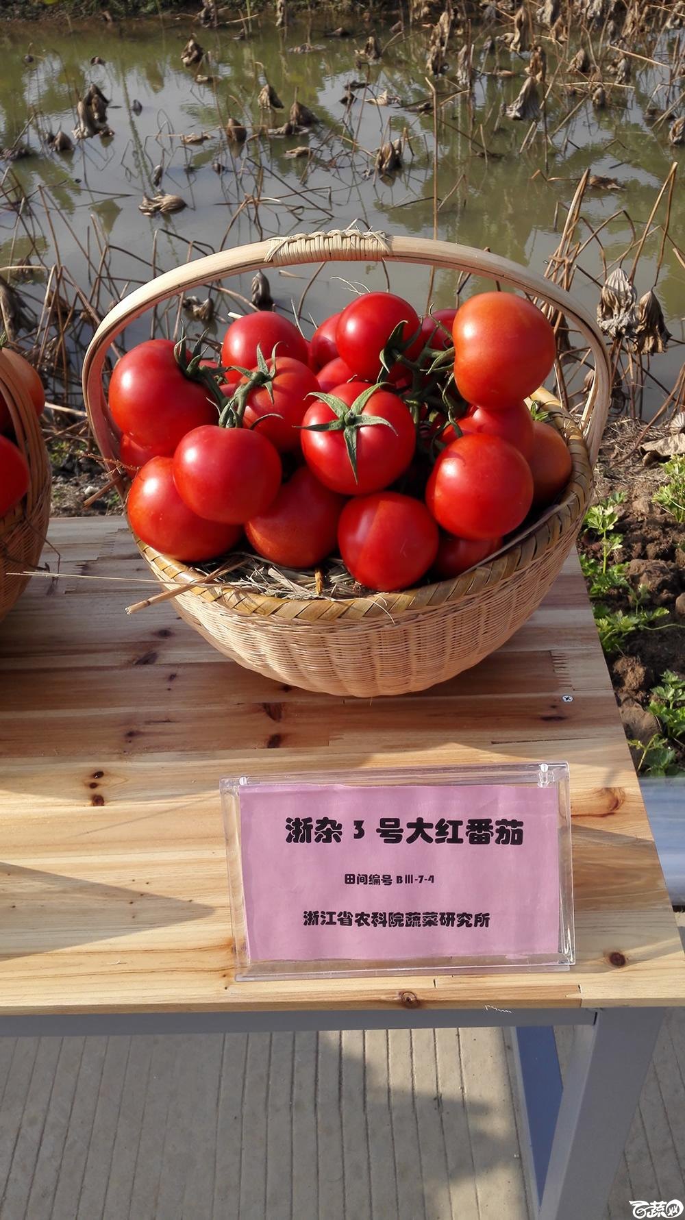2014年12月10号广州市农科院南沙秋季蔬菜新品种展示会_番茄_016.jpg