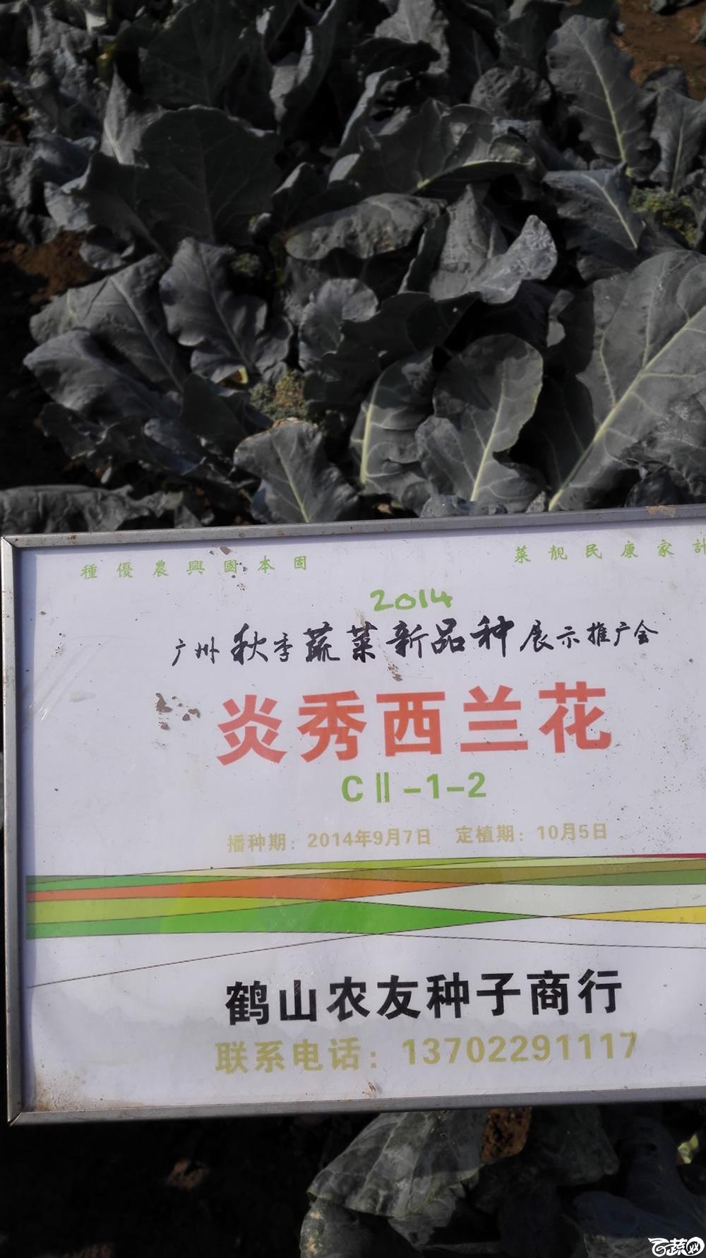 2014年12月10号广州市农科院南沙秋季蔬菜新品种展示会 甘蓝_017.jpg