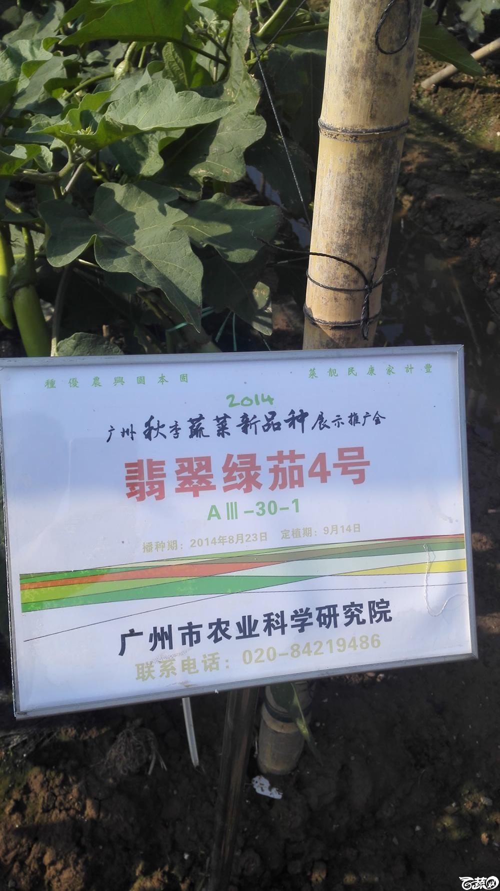2014年12月10号广州市农科院南沙秋季蔬菜新品种展示会 茄子_020.jpg