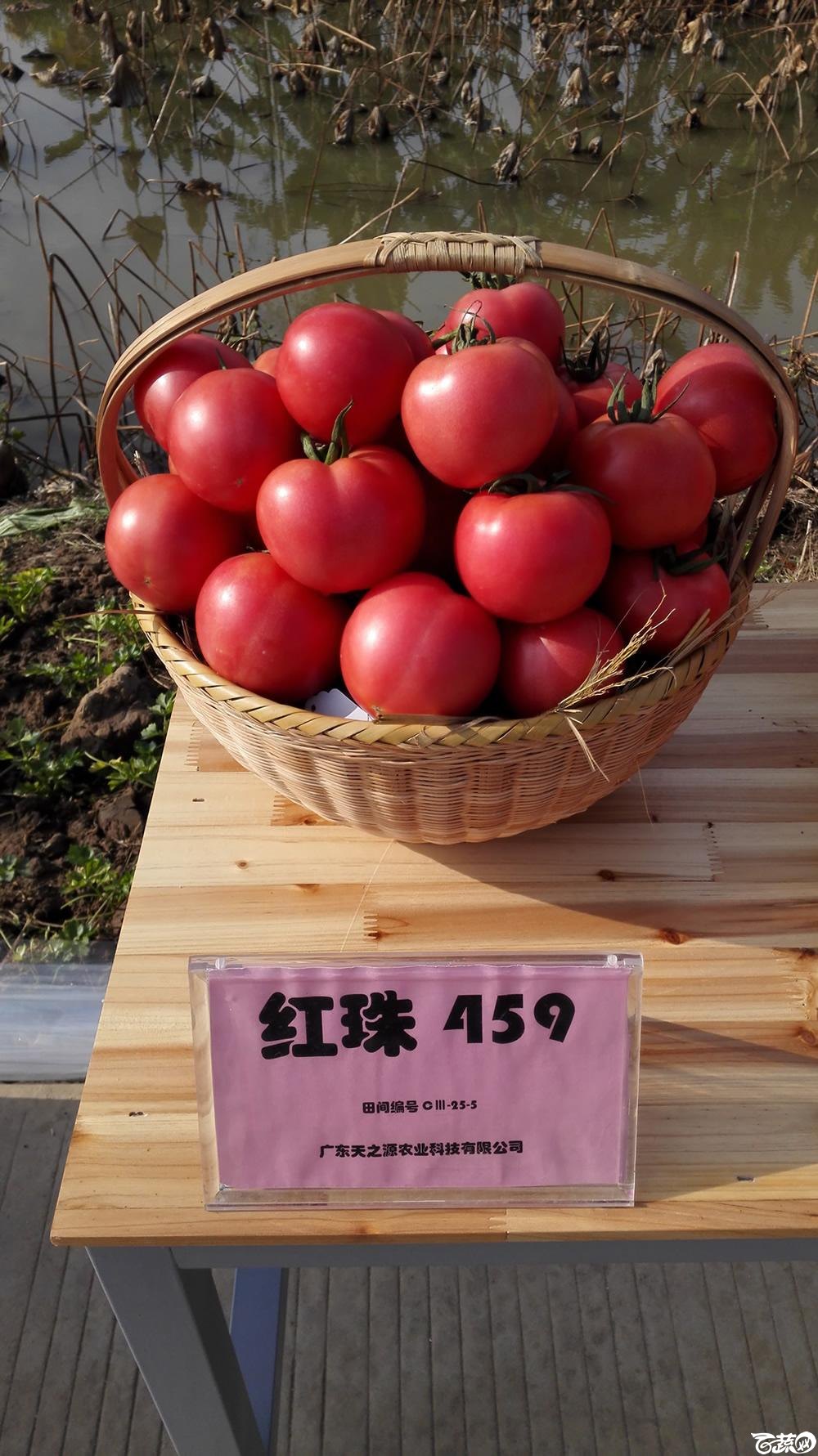 2014年12月10号广州市农科院南沙秋季蔬菜新品种展示会_番茄_020.jpg