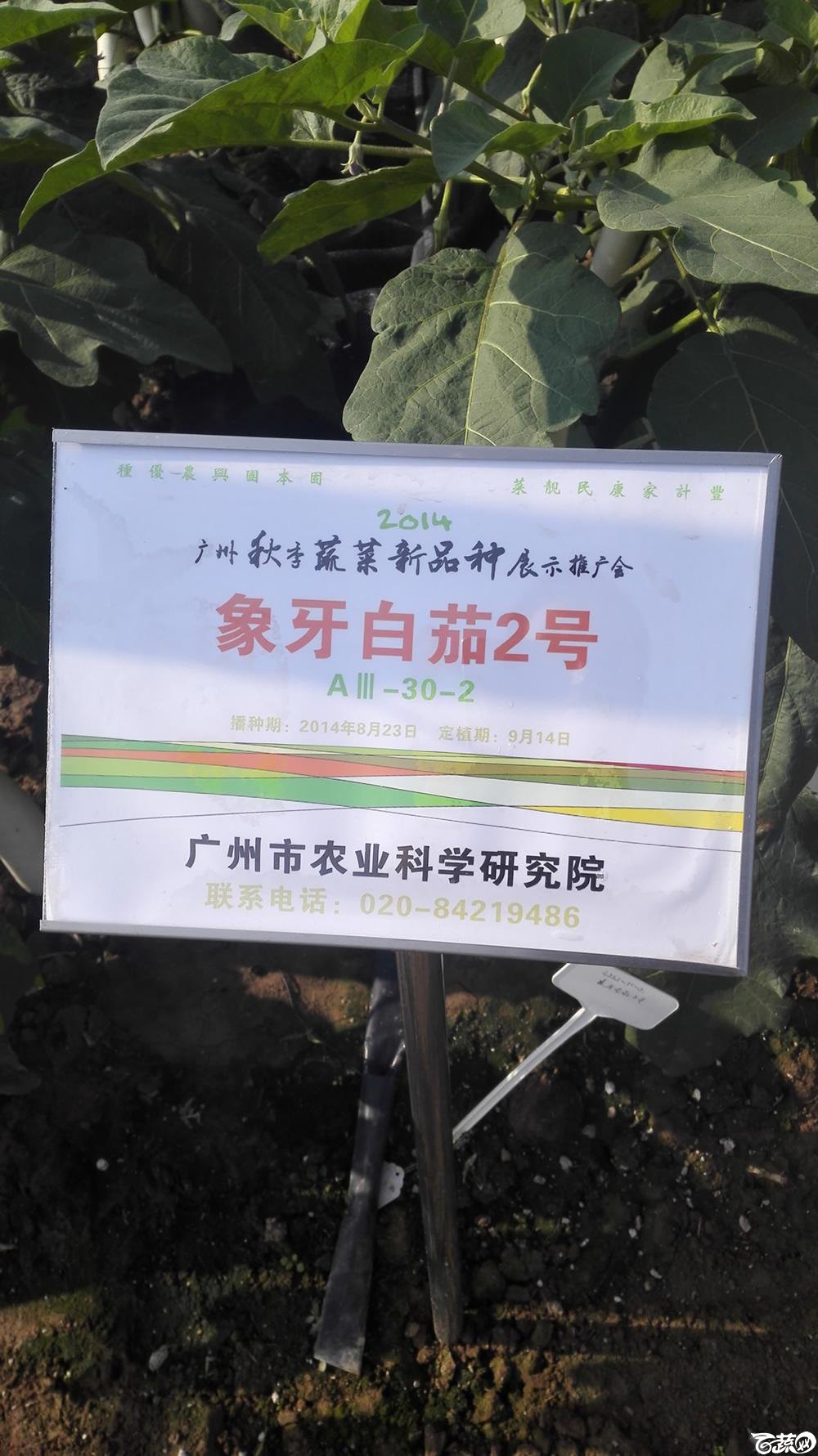 2014年12月10号广州市农科院南沙秋季蔬菜新品种展示会 茄子_021.jpg