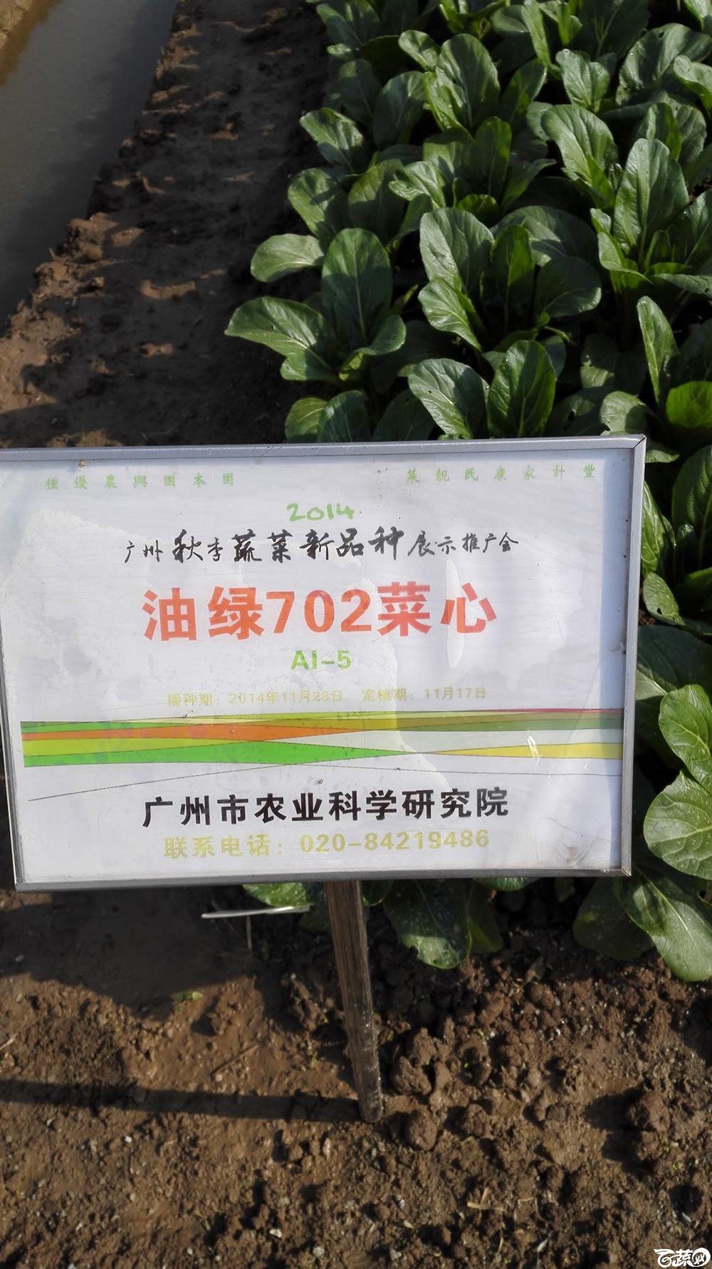 2014年12月10号广州市农科院南沙秋季蔬菜新品种展示会_叶菜_023.jpg