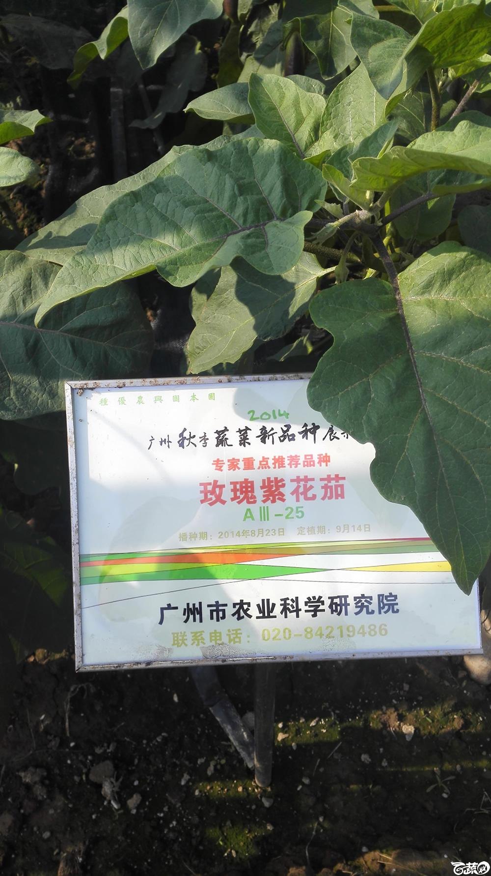 2014年12月10号广州市农科院南沙秋季蔬菜新品种展示会 茄子_023.jpg