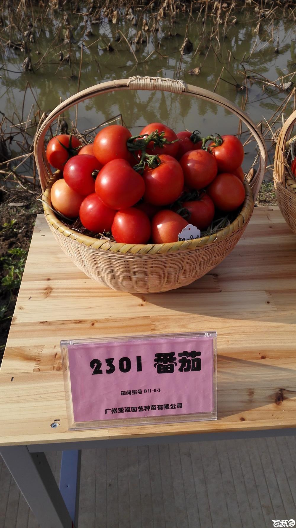 2014年12月10号广州市农科院南沙秋季蔬菜新品种展示会_番茄_023.jpg