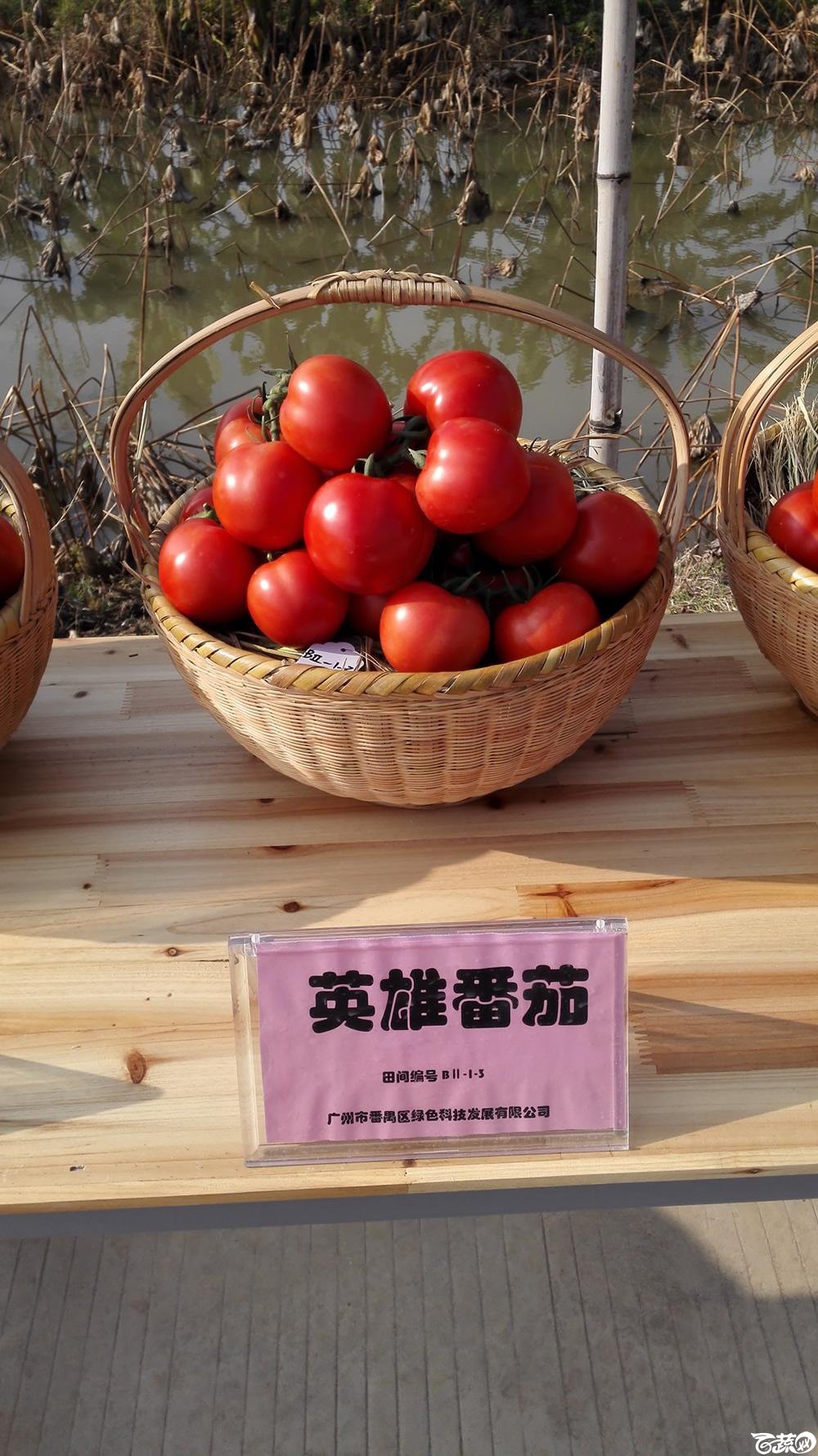 2014年12月10号广州市农科院南沙秋季蔬菜新品种展示会_番茄_024.jpg