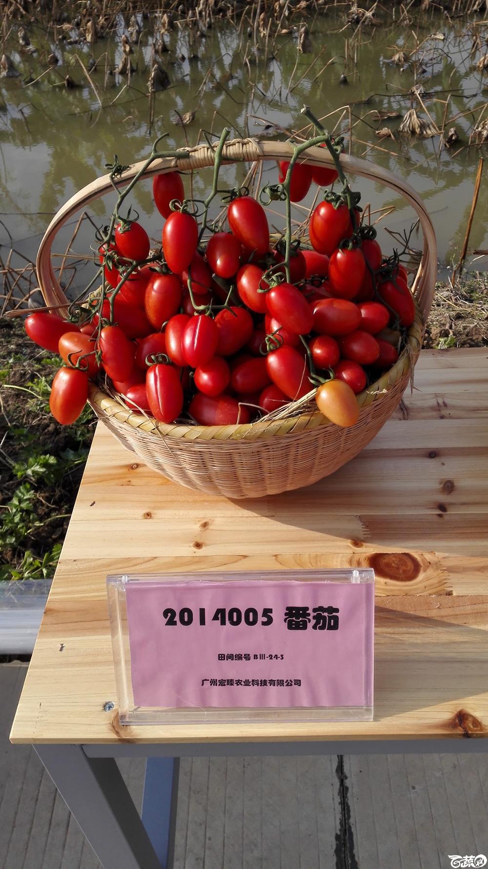 2014年12月10号广州市农科院南沙秋季蔬菜新品种展示会_番茄_026.jpg