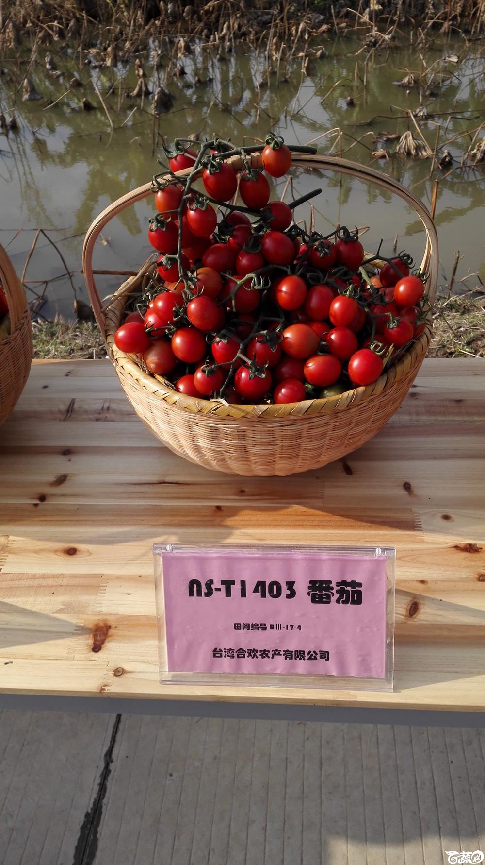 2014年12月10号广州市农科院南沙秋季蔬菜新品种展示会_番茄_027.jpg