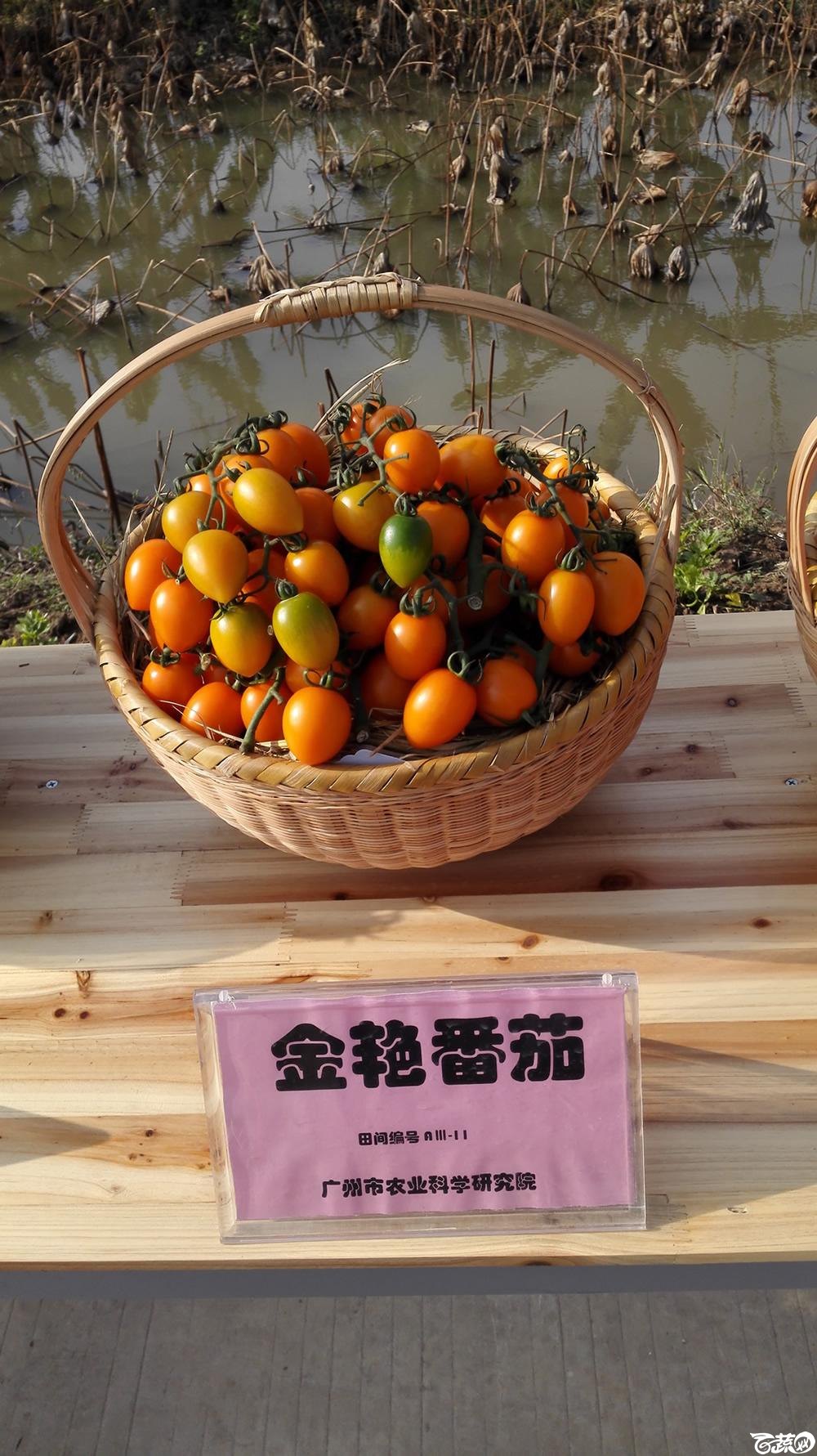 2014年12月10号广州市农科院南沙秋季蔬菜新品种展示会_番茄_030.jpg