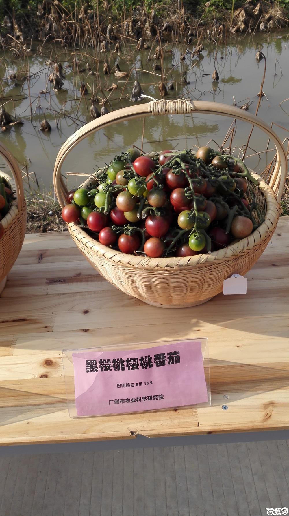2014年12月10号广州市农科院南沙秋季蔬菜新品种展示会_番茄_033.jpg
