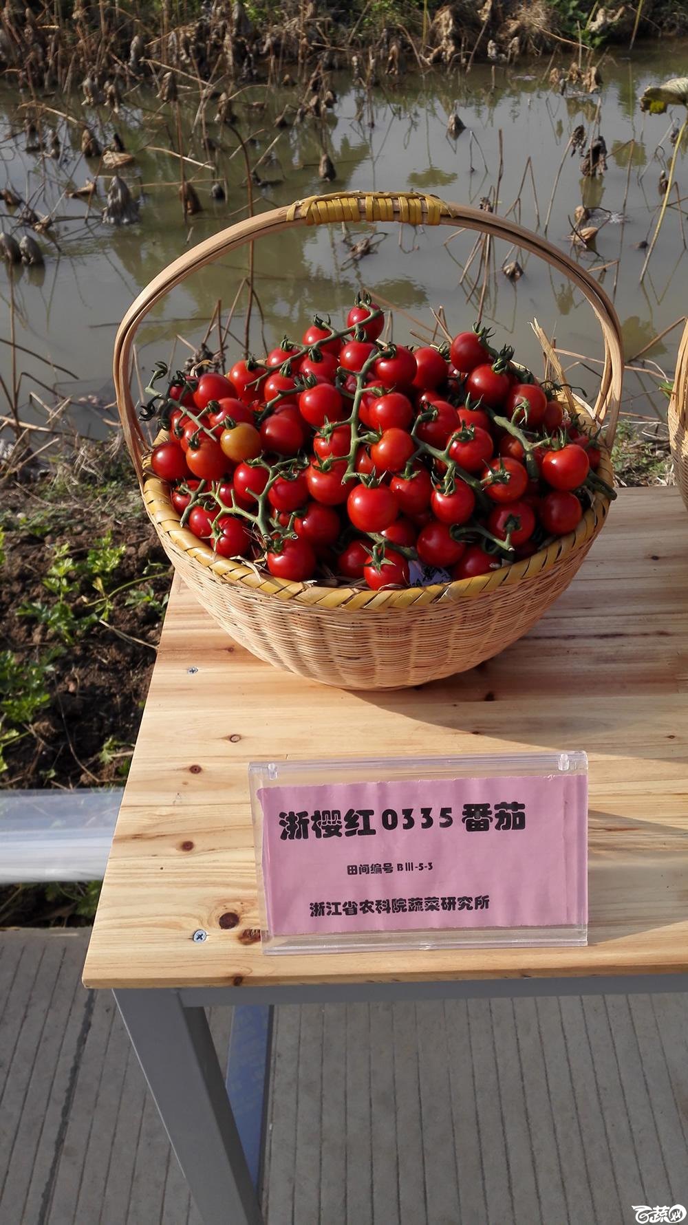 2014年12月10号广州市农科院南沙秋季蔬菜新品种展示会_番茄_035.jpg