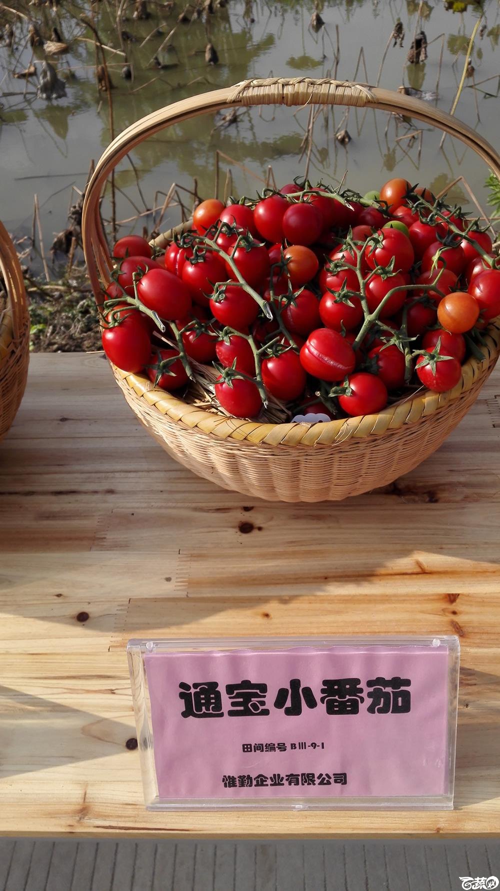 2014年12月10号广州市农科院南沙秋季蔬菜新品种展示会_番茄_036.jpg