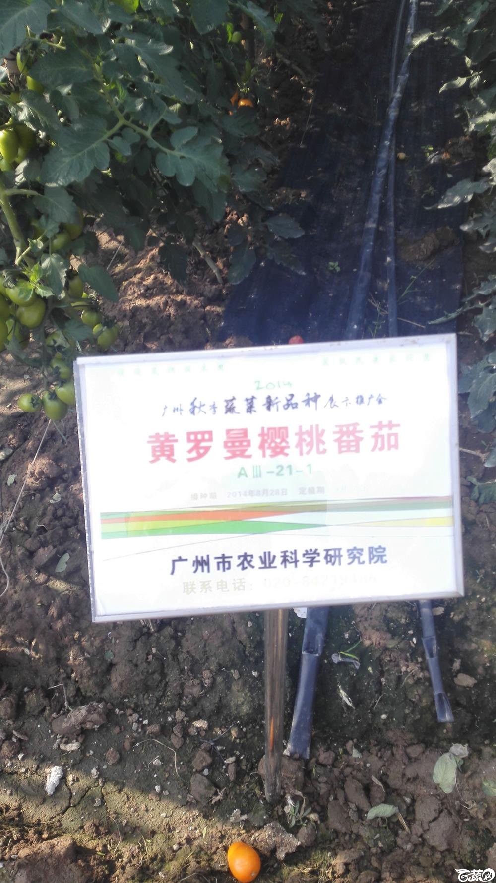 2014年12月10号广州市农科院南沙秋季蔬菜新品种展示会_番茄_037.jpg