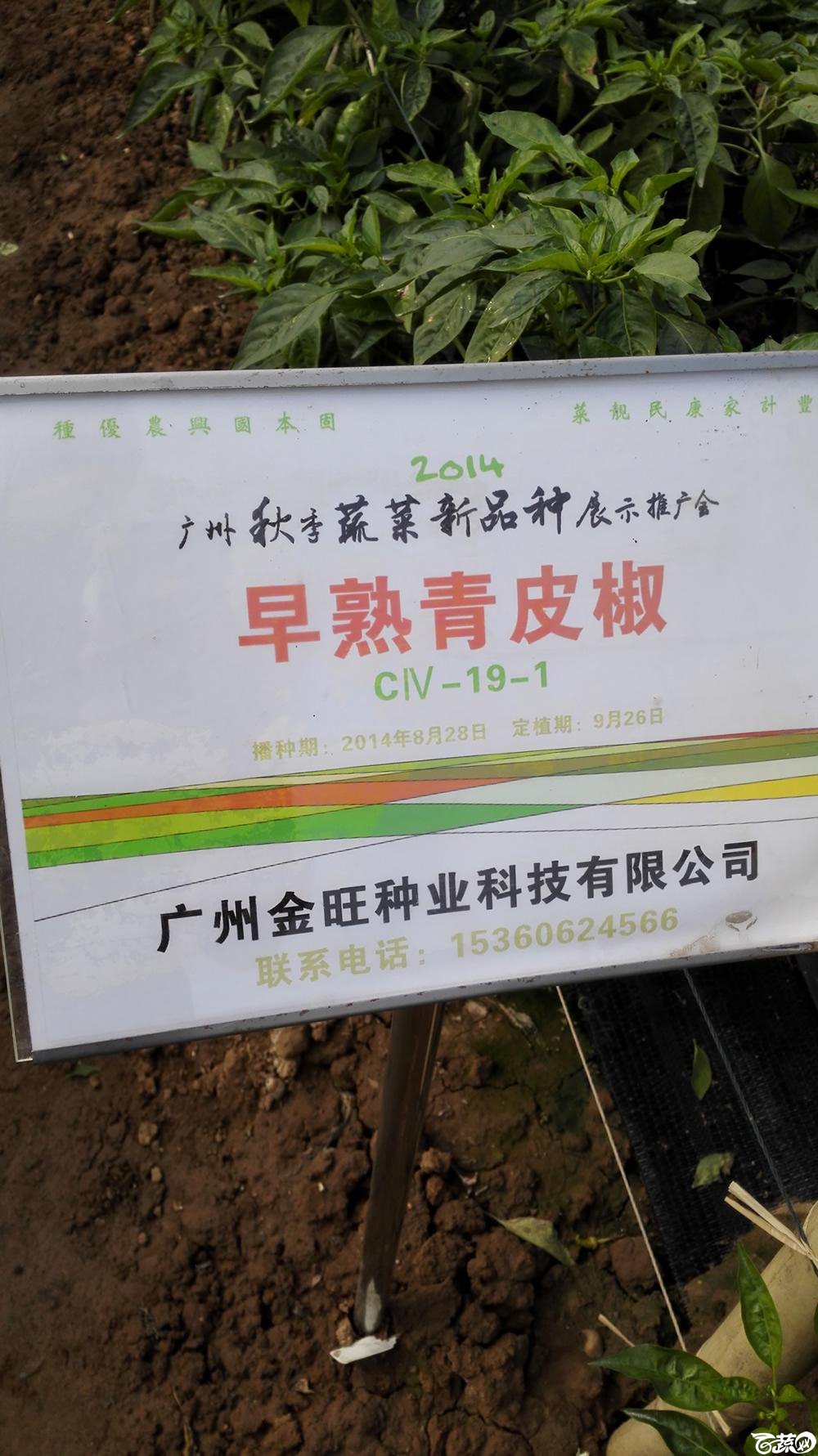 2014年12月10号广州市农科院南沙秋季蔬菜新品种展示会_辣椒_041.jpg