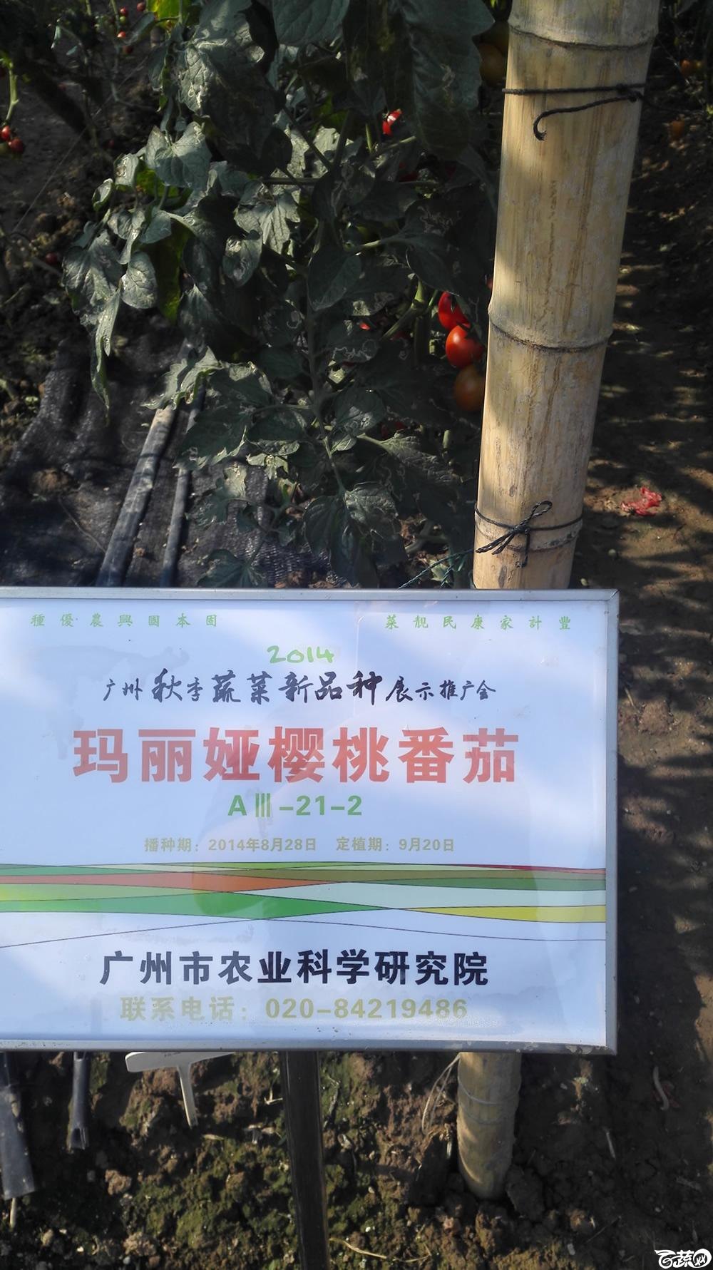 2014年12月10号广州市农科院南沙秋季蔬菜新品种展示会_番茄_043.jpg