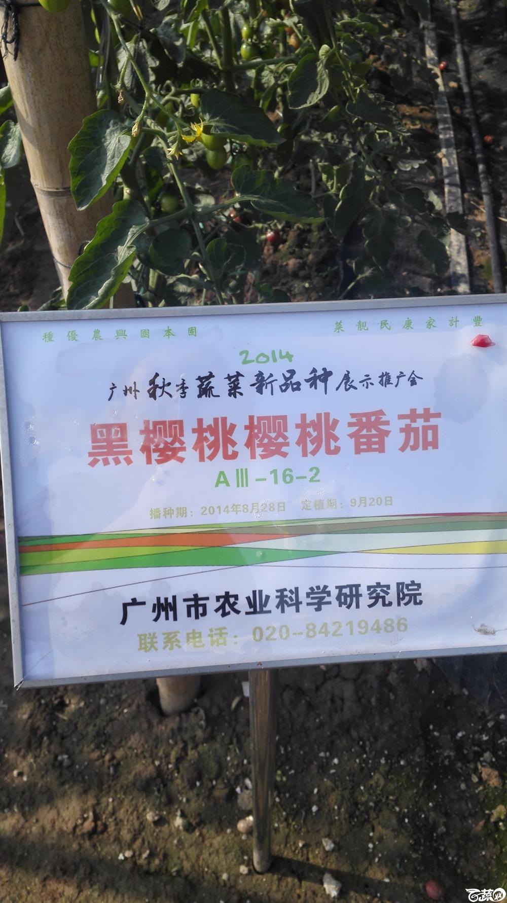 2014年12月10号广州市农科院南沙秋季蔬菜新品种展示会_番茄_057.jpg