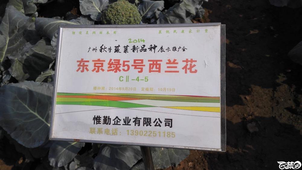 2014年12月10号广州市农科院南沙秋季蔬菜新品种展示会 甘蓝_066.jpg
