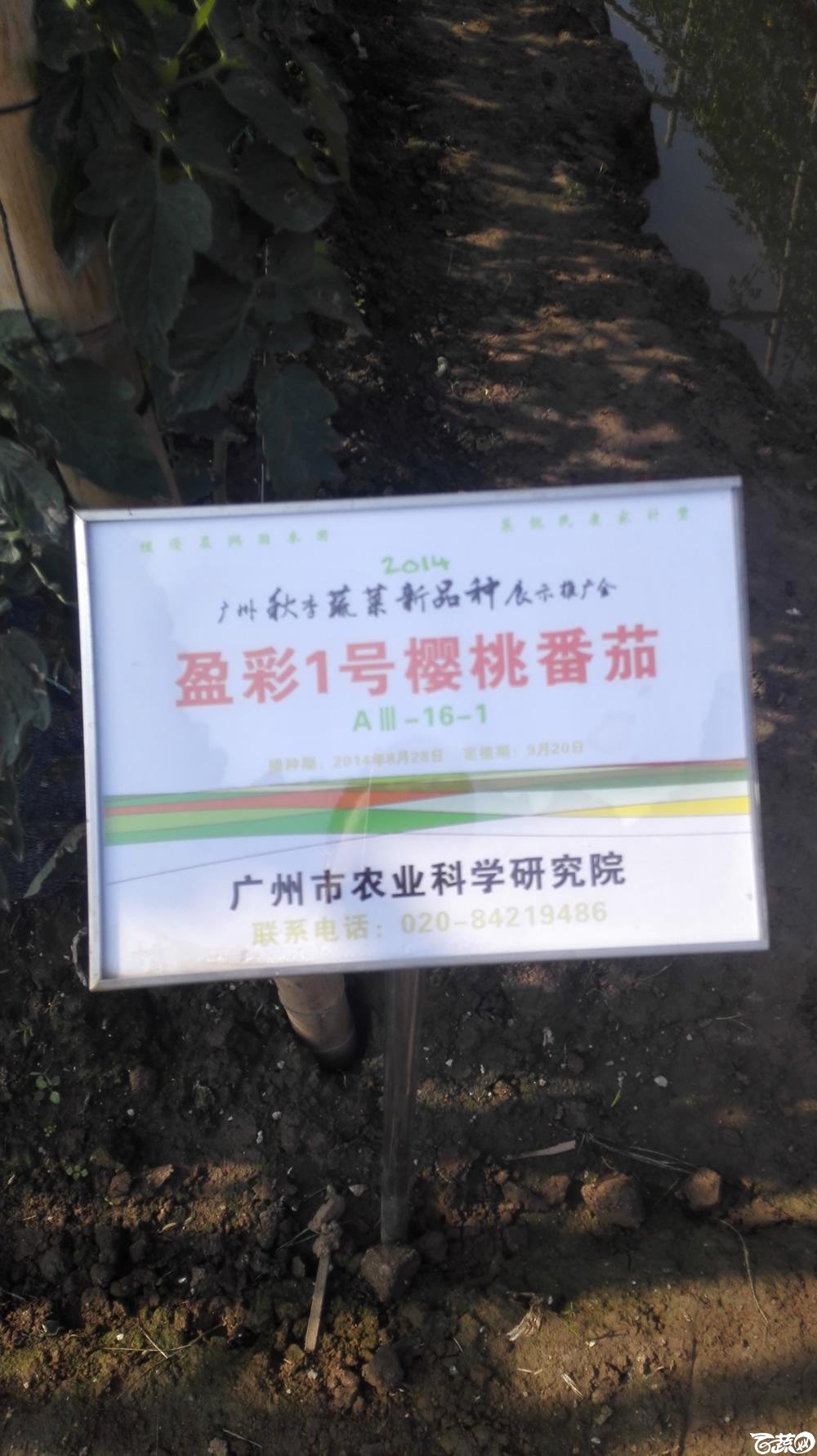 2014年12月10号广州市农科院南沙秋季蔬菜新品种展示会_番茄_066.jpg