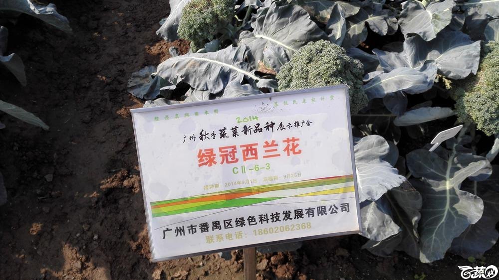2014年12月10号广州市农科院南沙秋季蔬菜新品种展示会 甘蓝_079.jpg