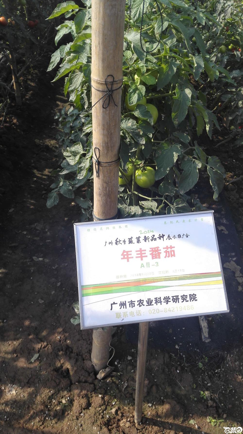 2014年12月10号广州市农科院南沙秋季蔬菜新品种展示会_番茄_091.jpg