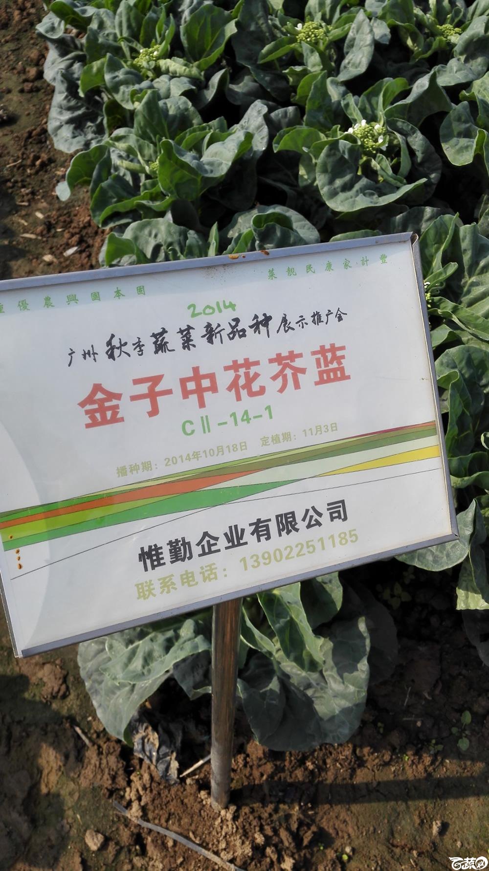 2014年12月10号广州市农科院南沙秋季蔬菜新品种展示会_叶菜_127.jpg