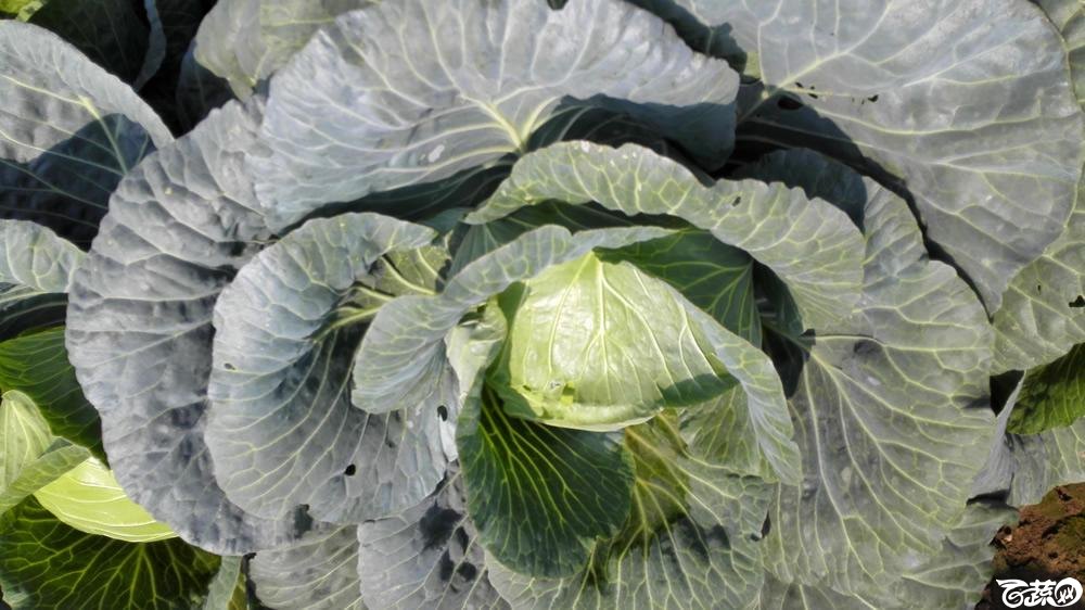 2014年12月10号广州市农科院南沙秋季蔬菜新品种展示会 甘蓝_137.jpg