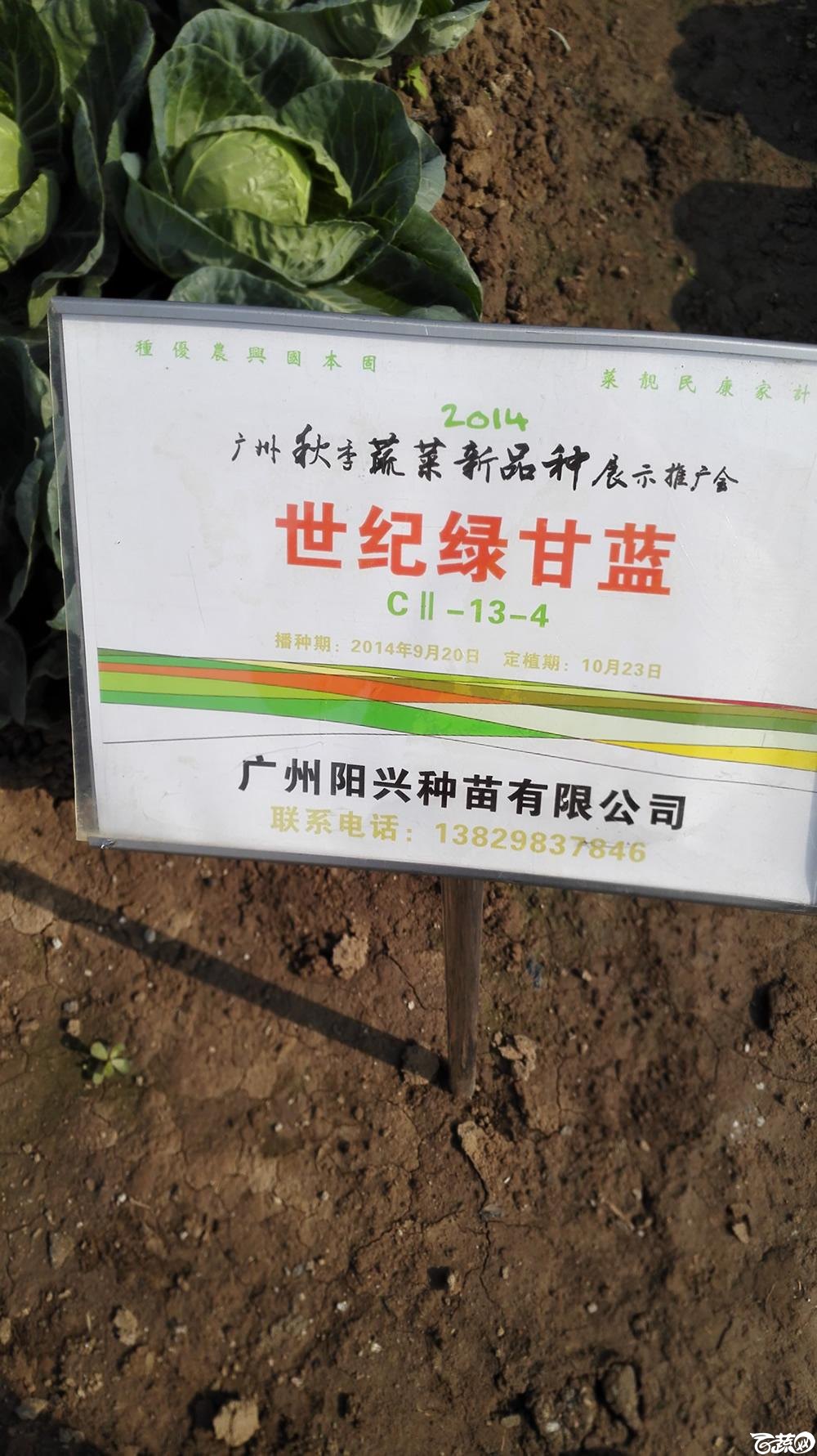 2014年12月10号广州市农科院南沙秋季蔬菜新品种展示会 甘蓝_141.jpg