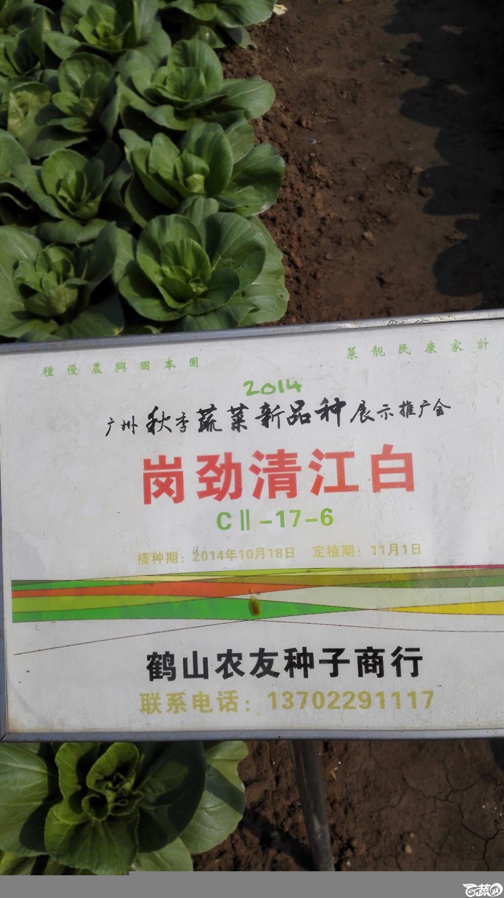 2014年12月10号广州市农科院南沙秋季蔬菜新品种展示会_叶菜_162.jpg