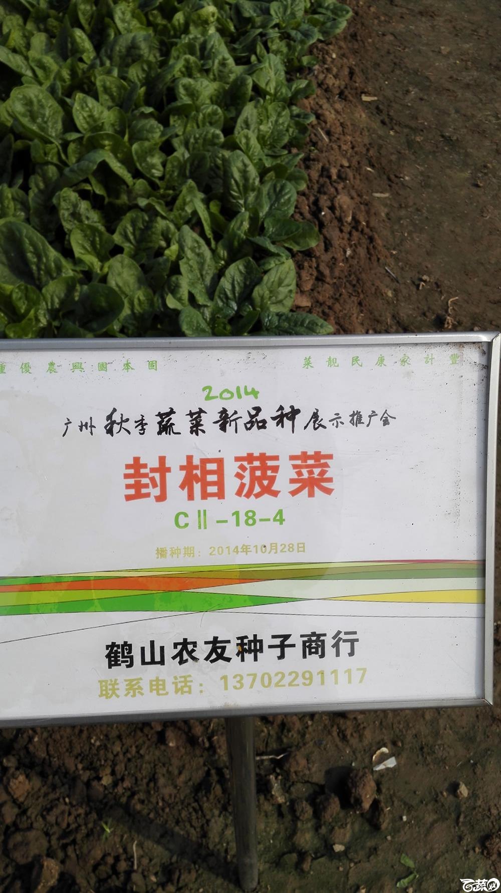 2014年12月10号广州市农科院南沙秋季蔬菜新品种展示会_叶菜_179.jpg
