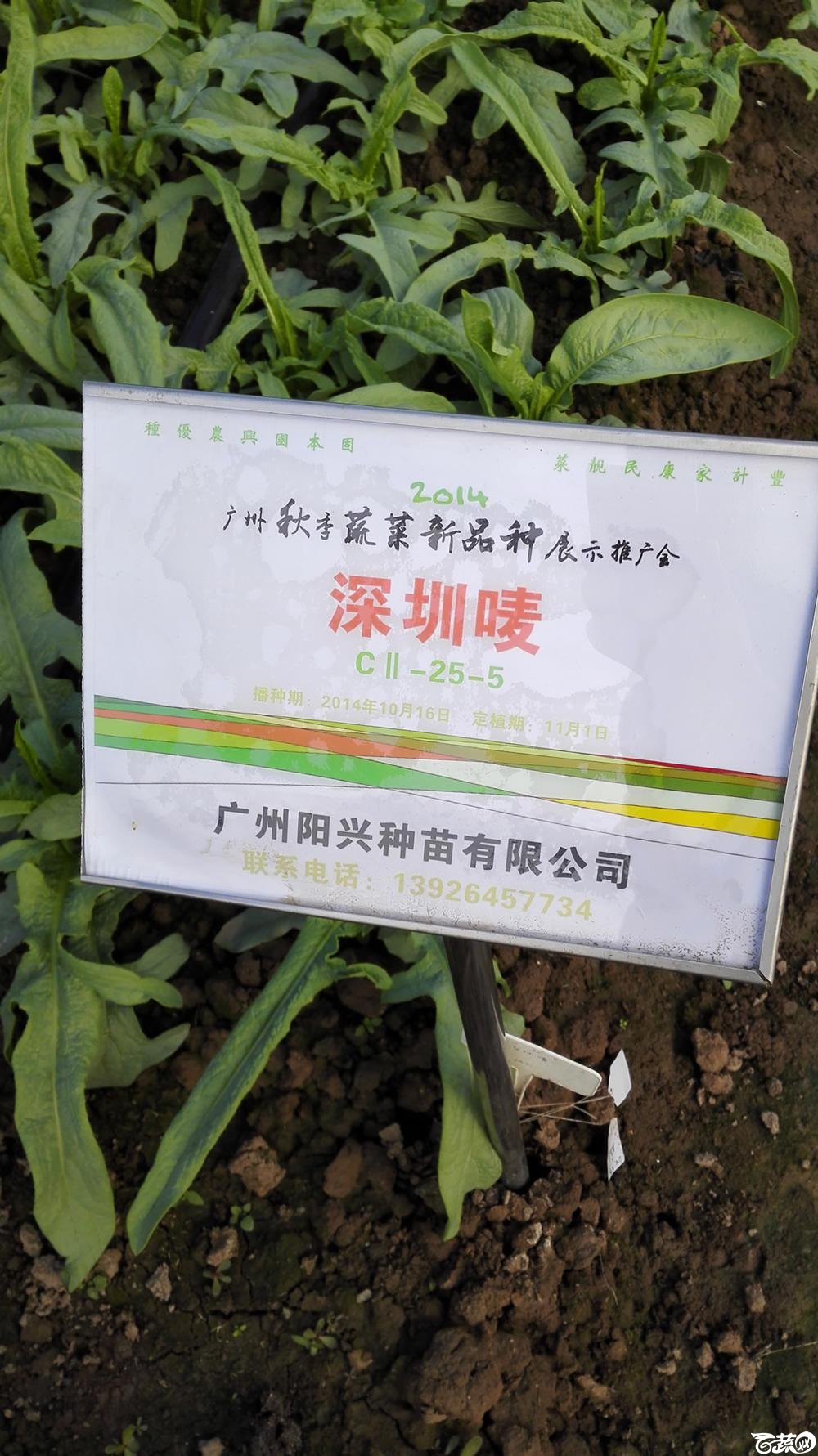 2014年12月10号广州市农科院南沙秋季蔬菜新品种展示会_叶菜_230.jpg
